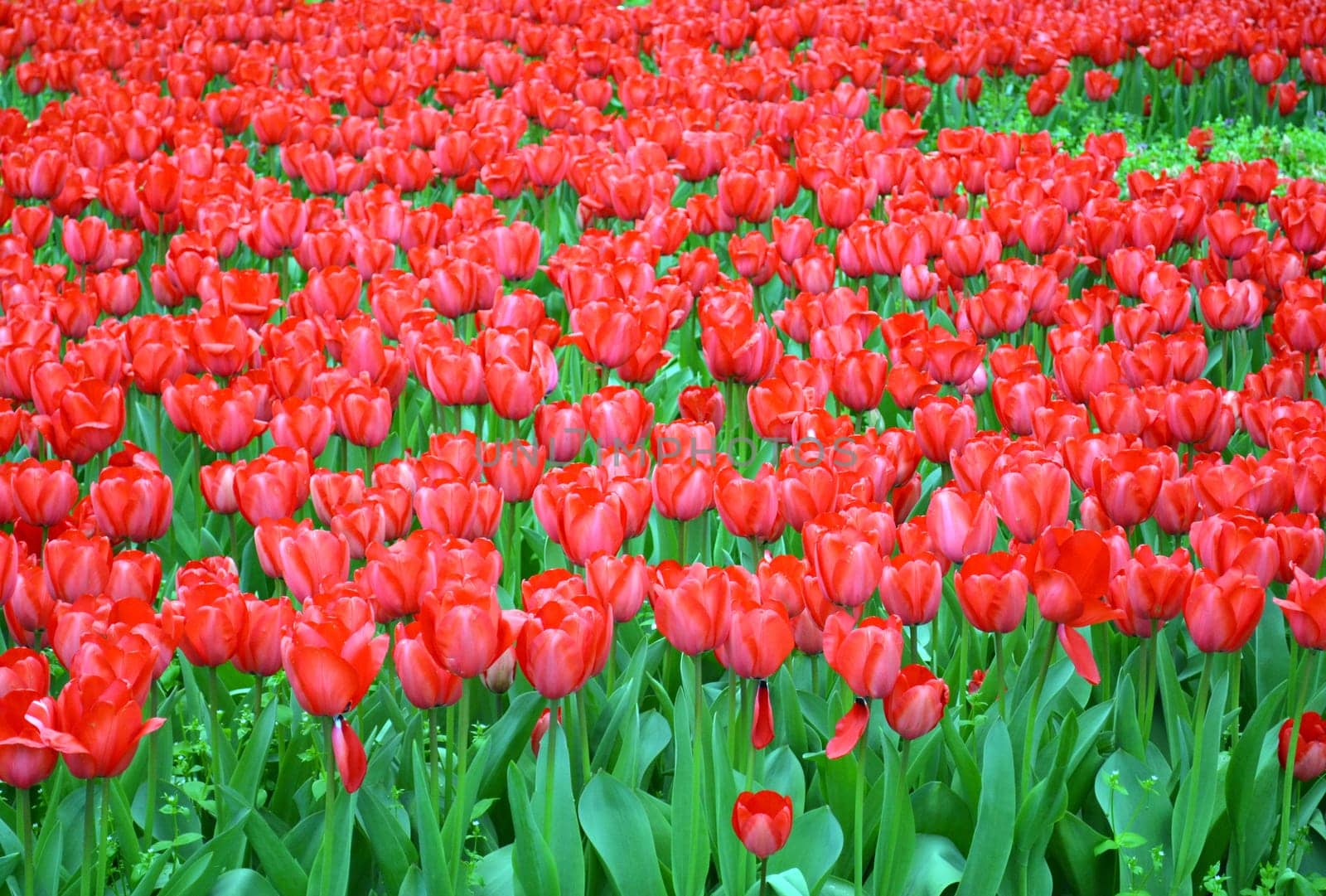 Field of red tulips in springtime