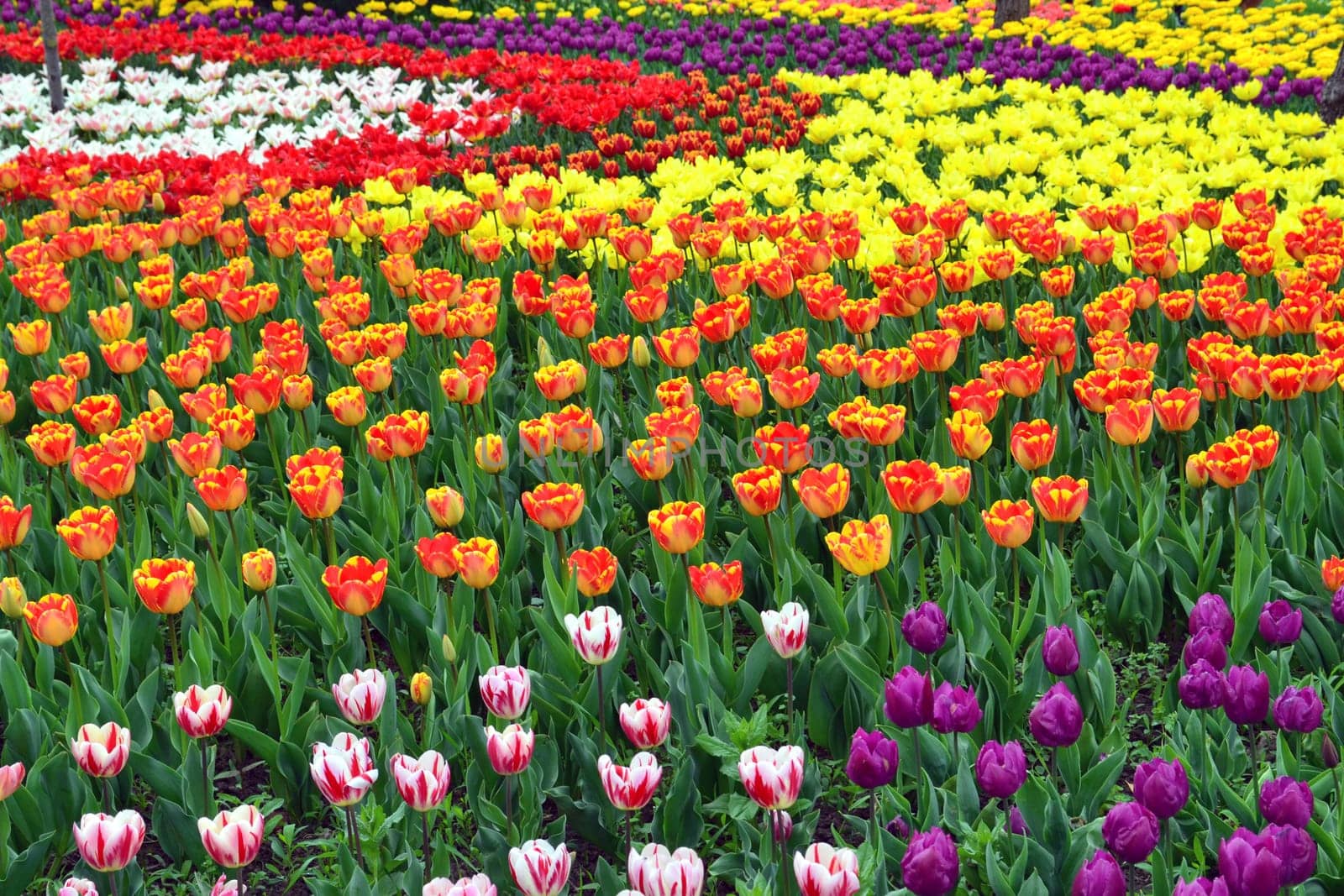 Multicolored tulips in a park