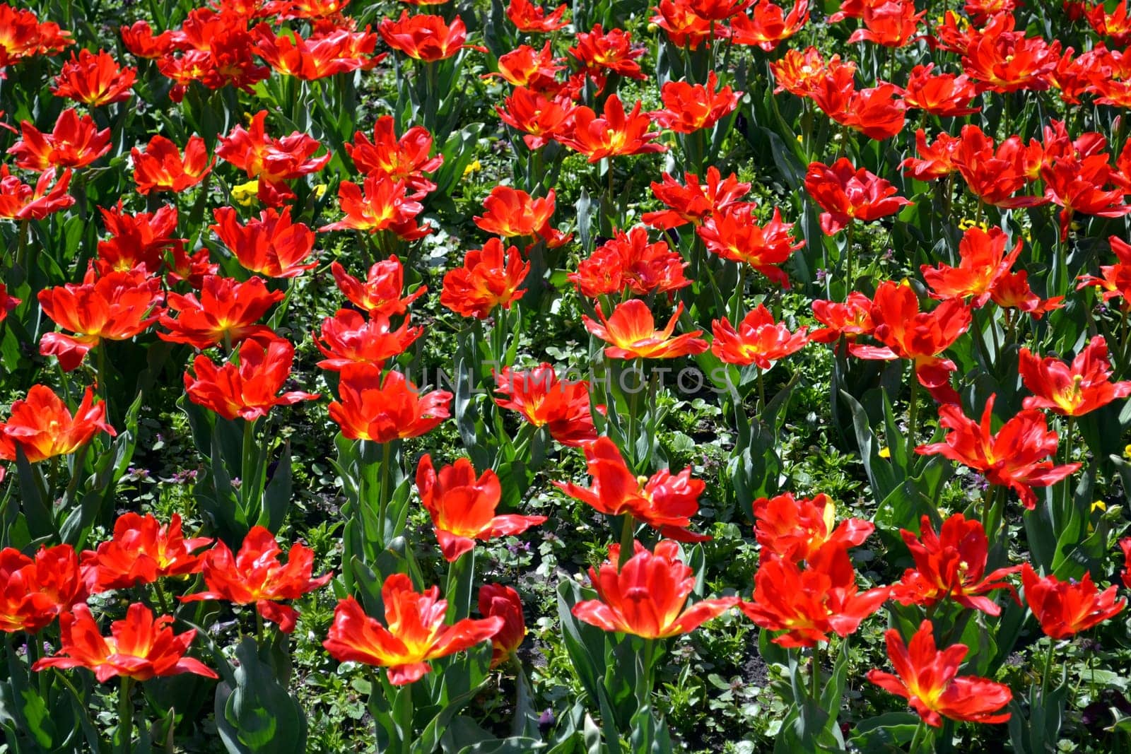 Red peony tulips in a flower garden in springtime