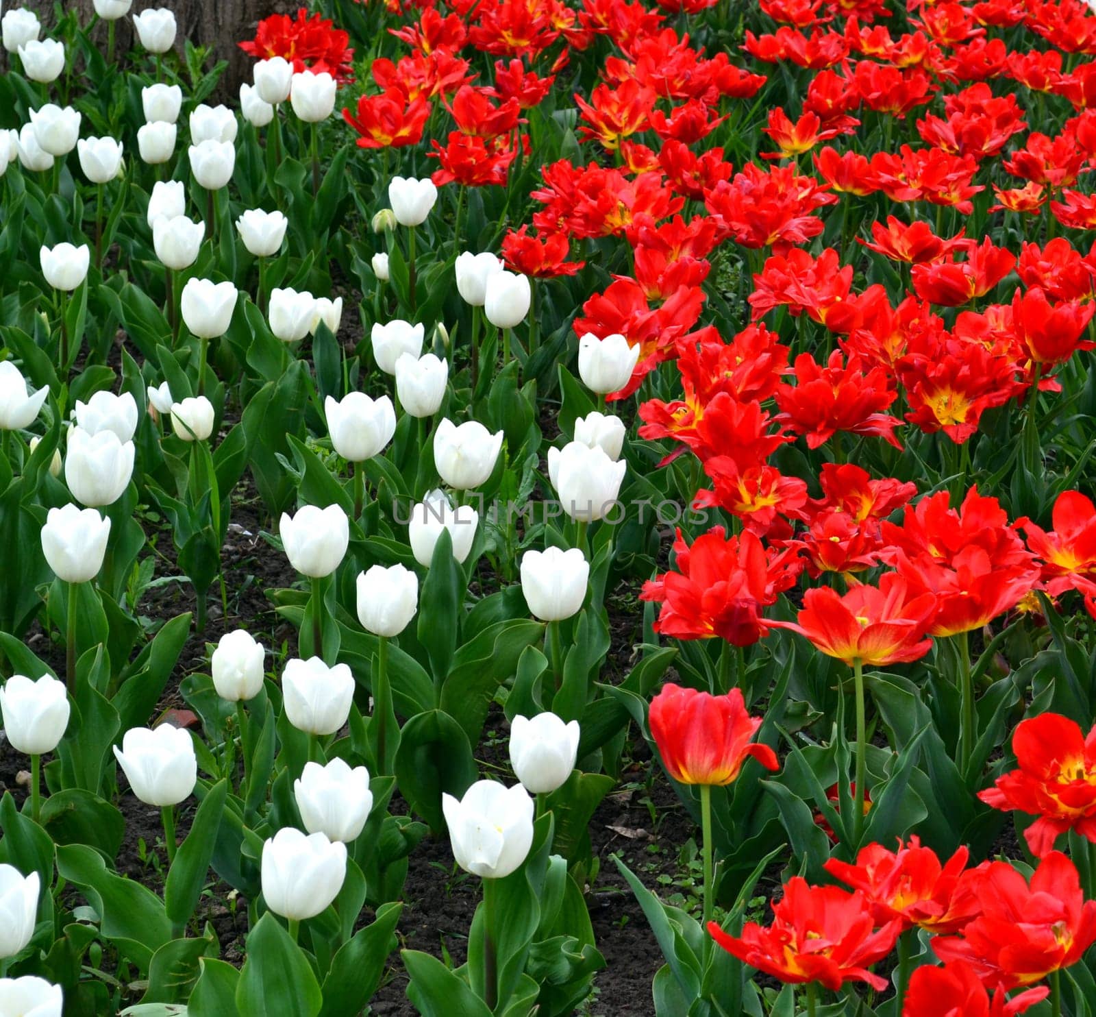 Red and white tulips floral background