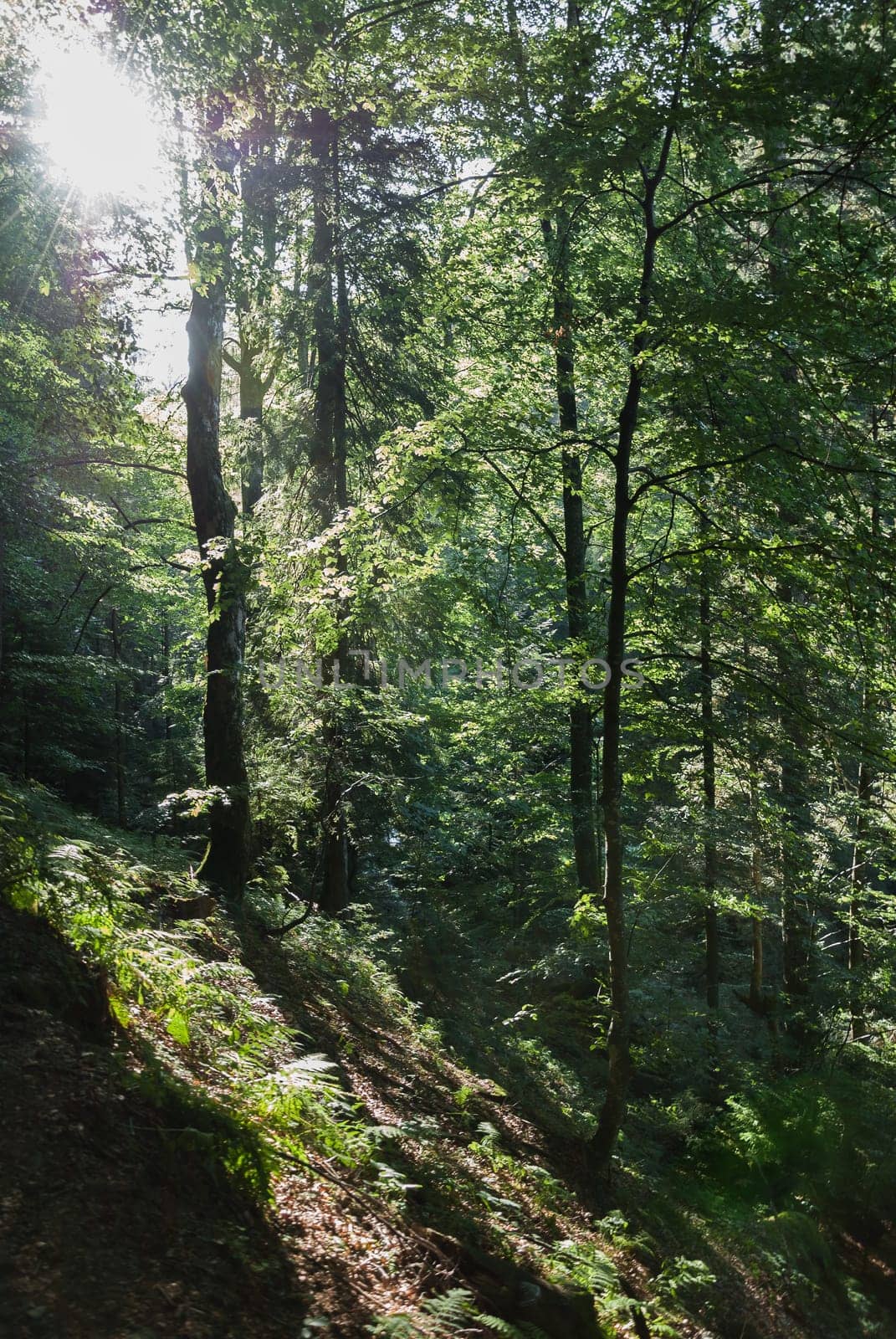 Scenic forest slope of fresh green trees with the sun casting its bright rays through the foliage from upper left corner
