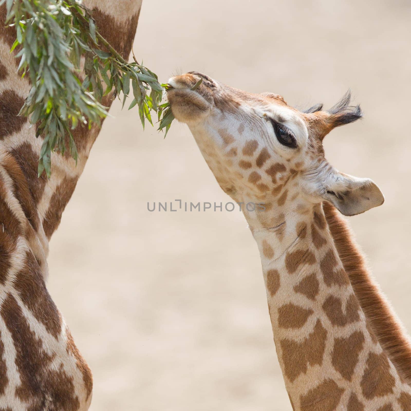 Close up of a young giraffe eating leaves