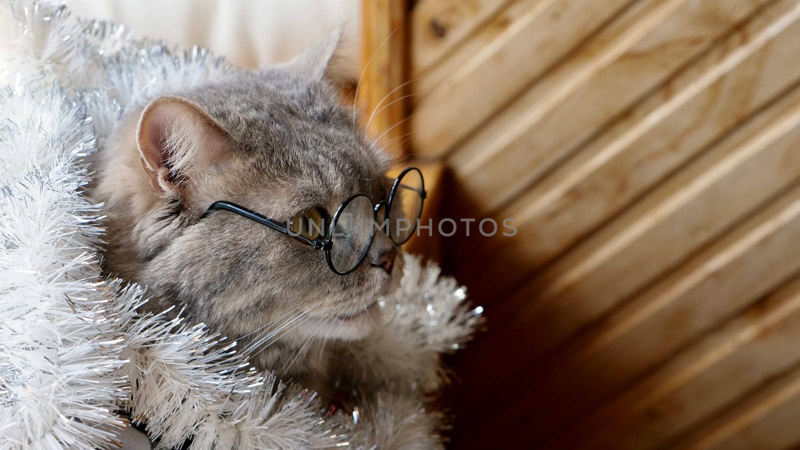 Scottish straight cat celebrates holiday eve Happy New Year 2026 and Merry Christmas. Pet in glasses is looking away from the exercise