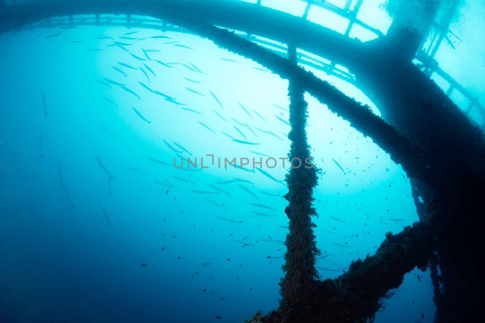 underwater image of a sunken structure in the sea with a school of barracudas in the background, concept of diving and underwater wildlife, copy space for text