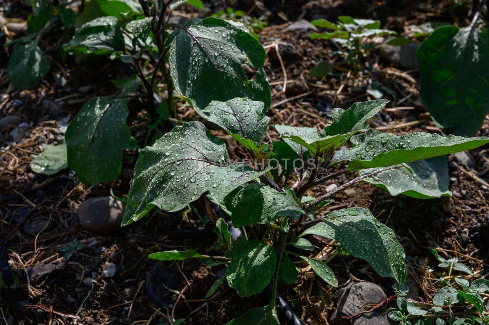Cultivated eggplant field with drip irrigation system in use on a sunny day in Cyprus, surrounded by nature and farmland.