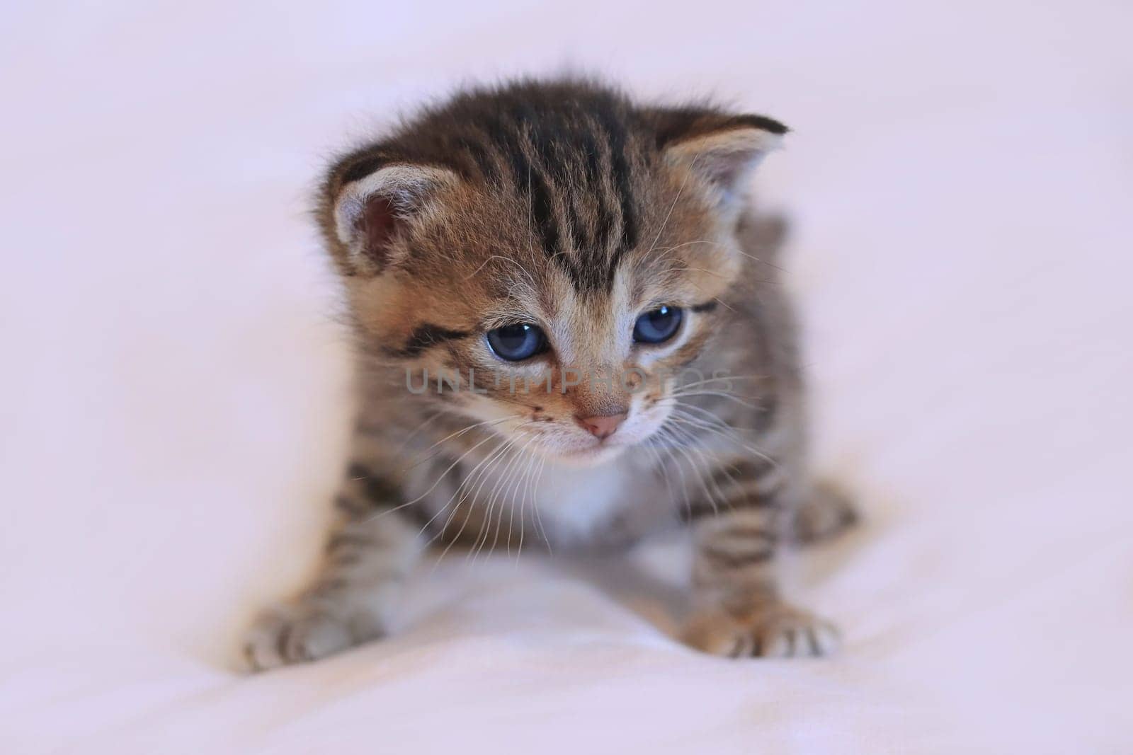 A little baby cat with blue eyes and striped fur