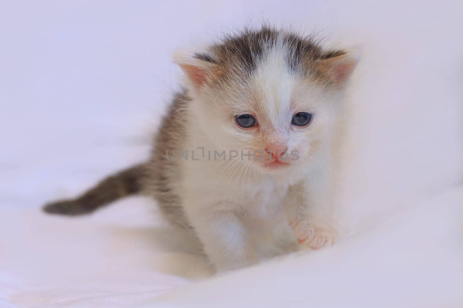A little baby cat with blue eyes and white-brown fur