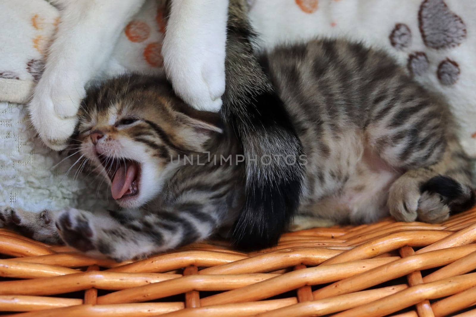 Funny shot of a little yawning baby cat