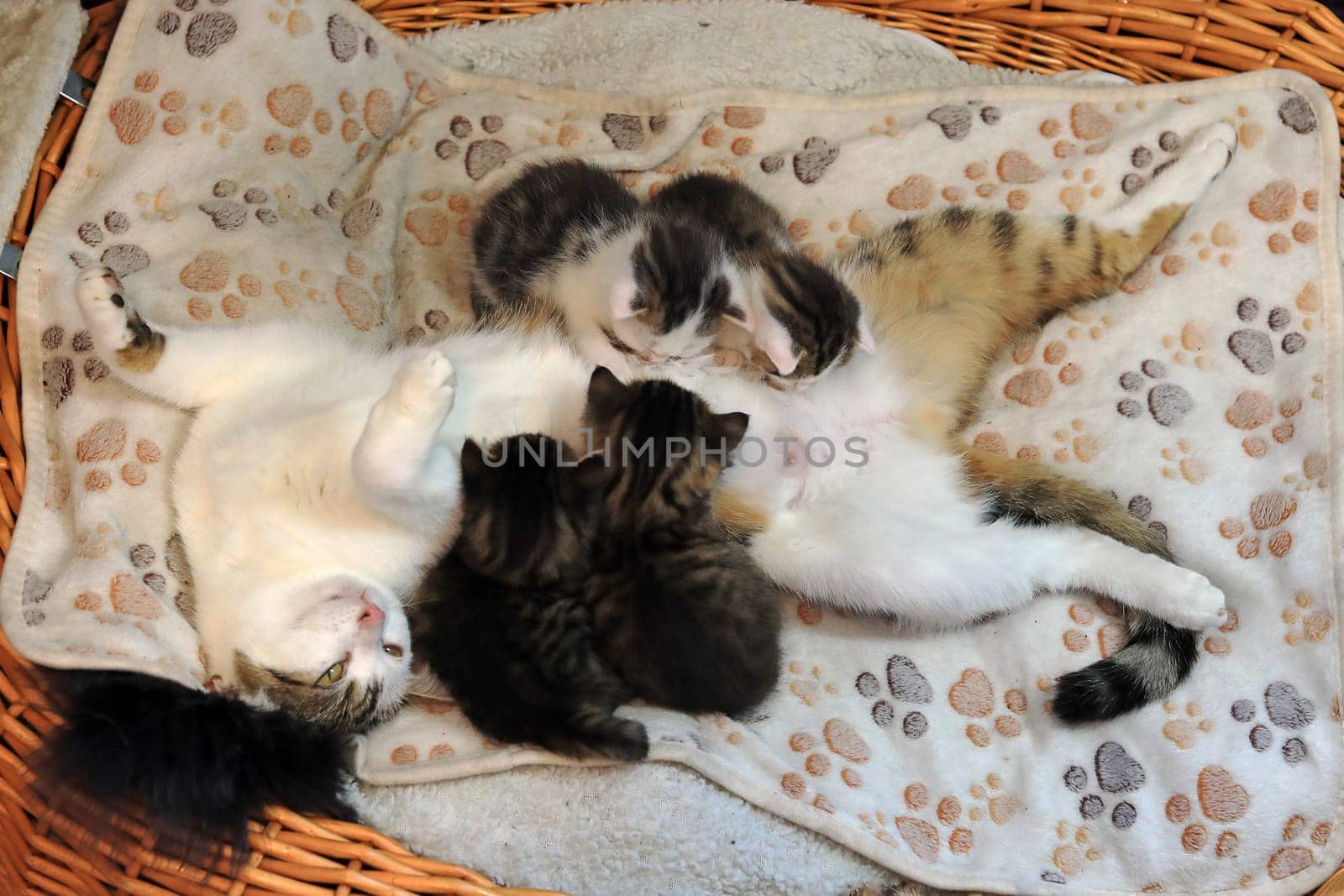 A mother cat suckles her four little babies