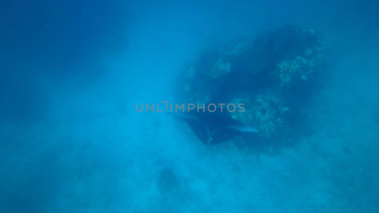 Giant oceanic manta ray gliding gracefully through the crystal-clear blue waters near a vibrant coral reef, creating an enchanting underwater scene filled with marine life