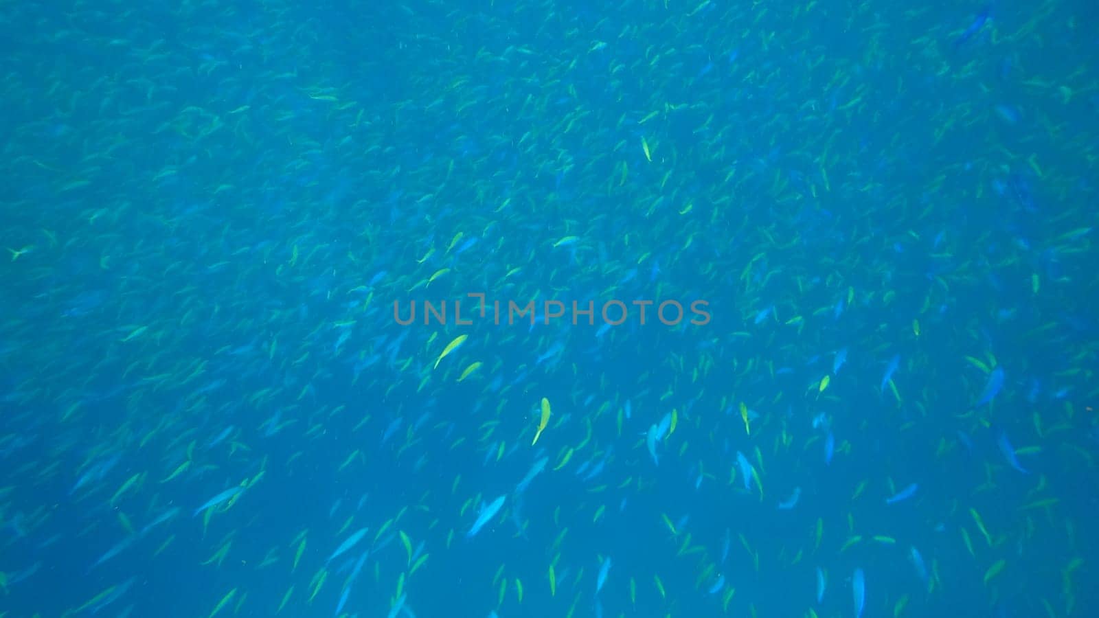 Large school of vibrant fusilier fish swimming gracefully in crystal-clear blue waters, creating a mesmerizing and tranquil underwater spectacle filled with marine beauty