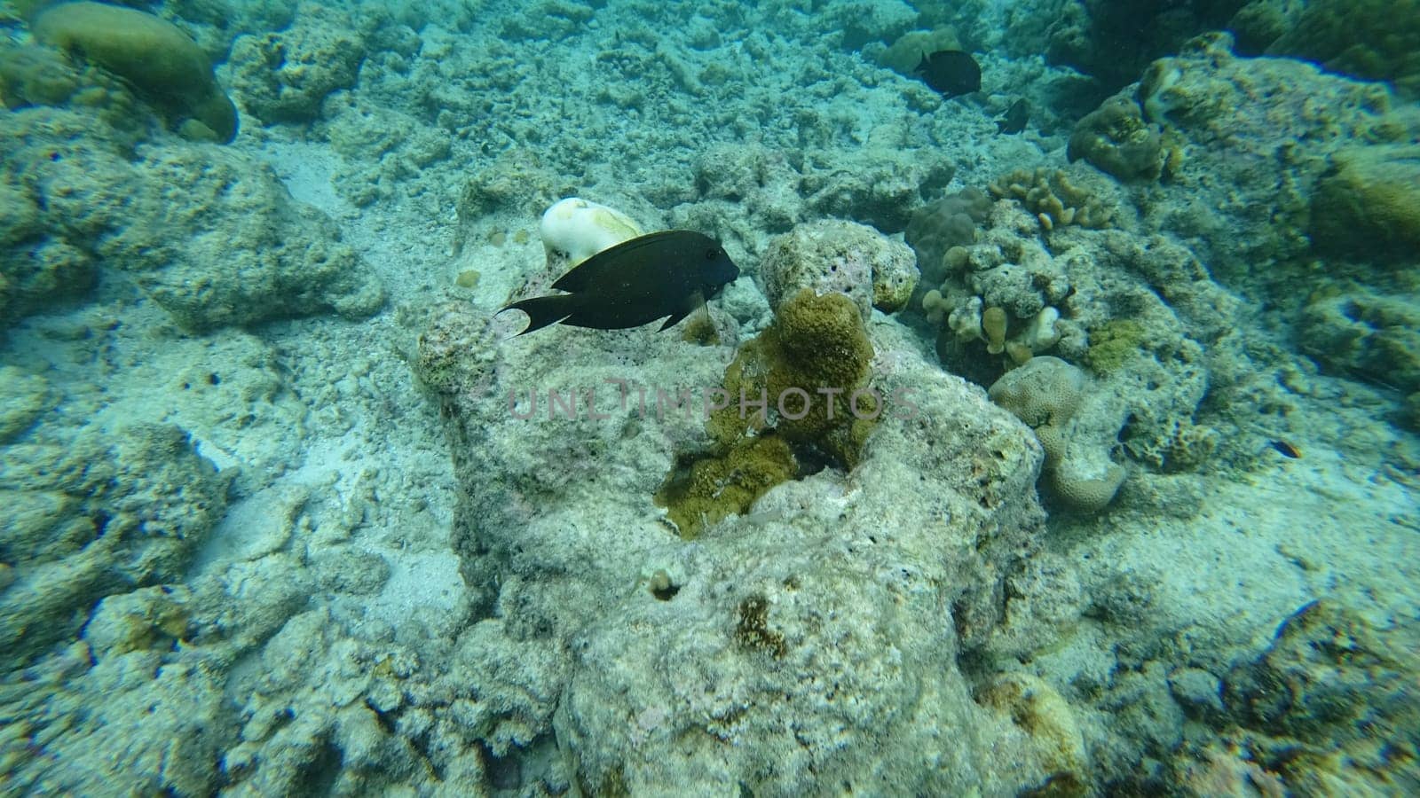 Dusky surgeonfish gliding gracefully through a vibrant coral reef ecosystem, highlighting the stunning beauty of marine life thriving in its natural habitat