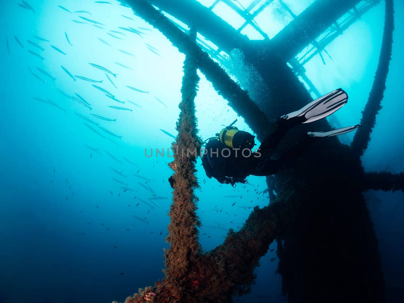 diver diving through a sunken structure in the sea with a school of barracuda fish in the background, scuba diving and underwater wildlife concept, copy space for text