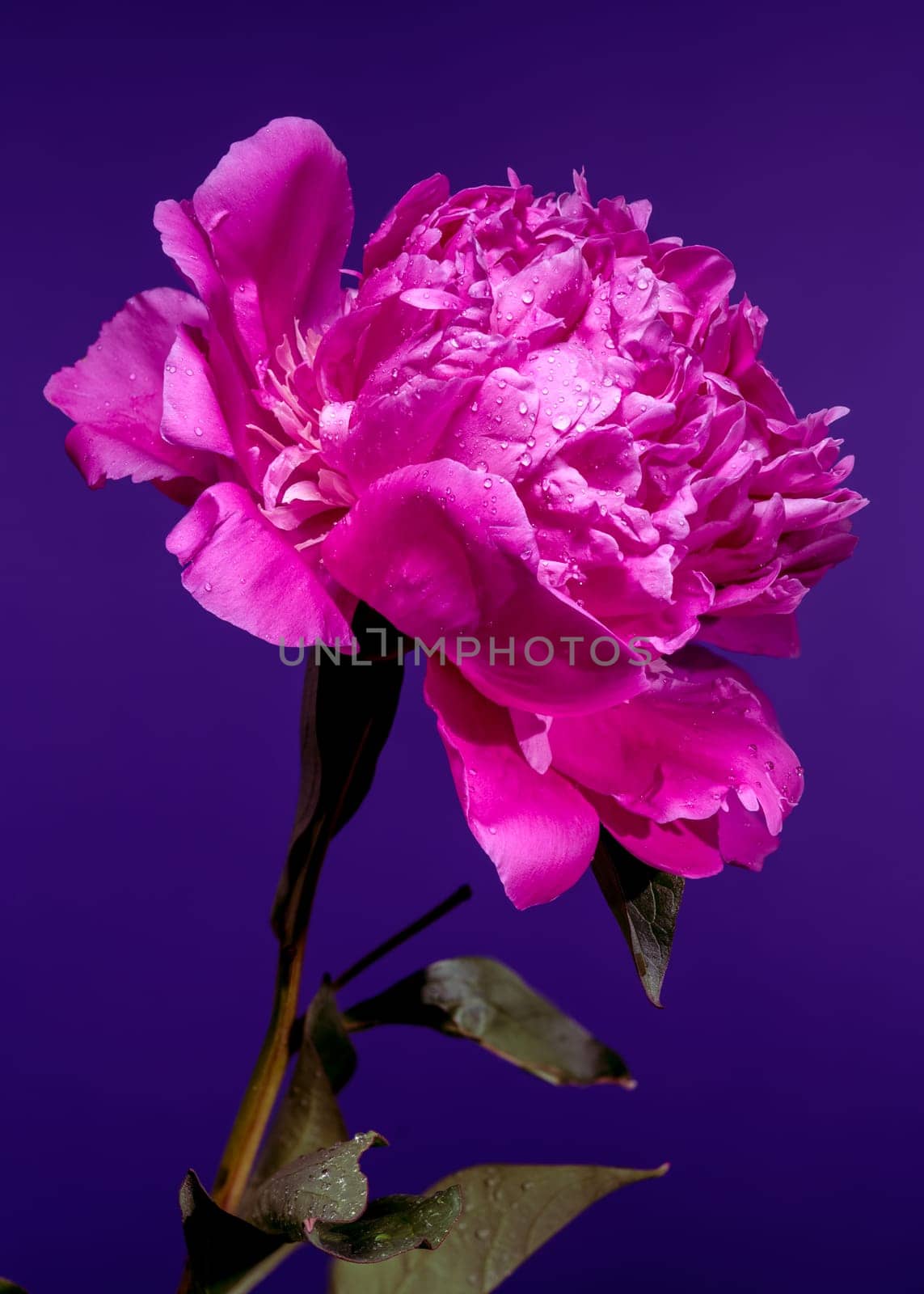 A stunning hot pink peony flower, adorned with fresh water droplets, set against a rich purple background, highlighting its vibrant color and lush petals