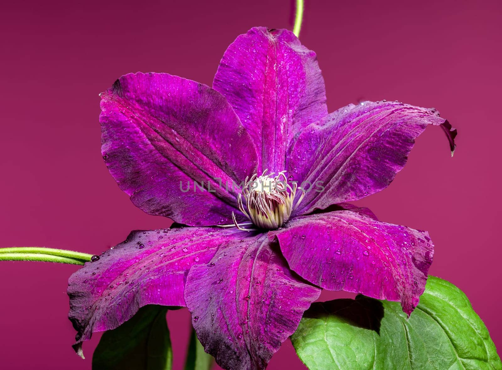 A captivating close-up of a vibrant purple Clematis flower, adorned with glistening water droplets, set against a rich magenta background. Ideal for botanical and nature themes