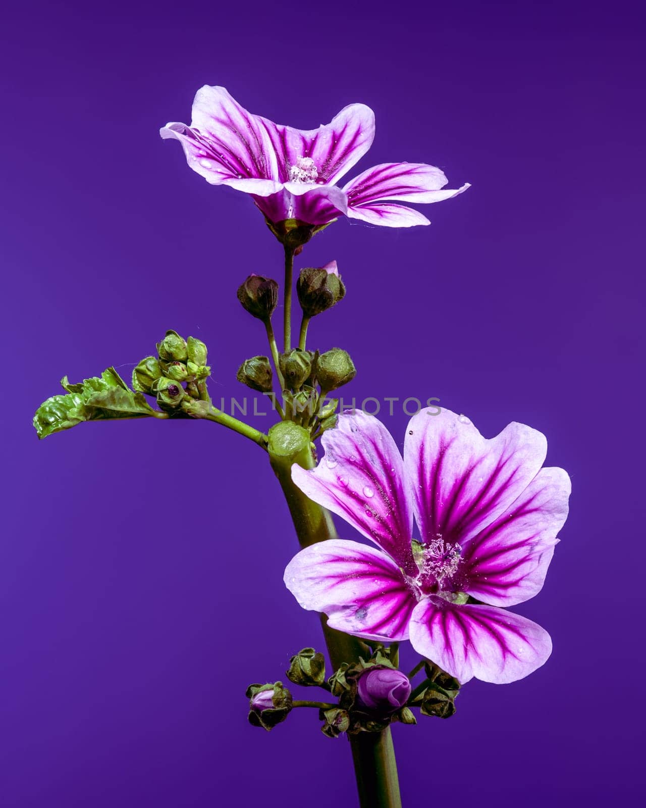 A close-up of a beautiful purple mallow flower covered in glistening water droplets, set against a deep purple background. Perfect for nature, garden, and beauty themes
