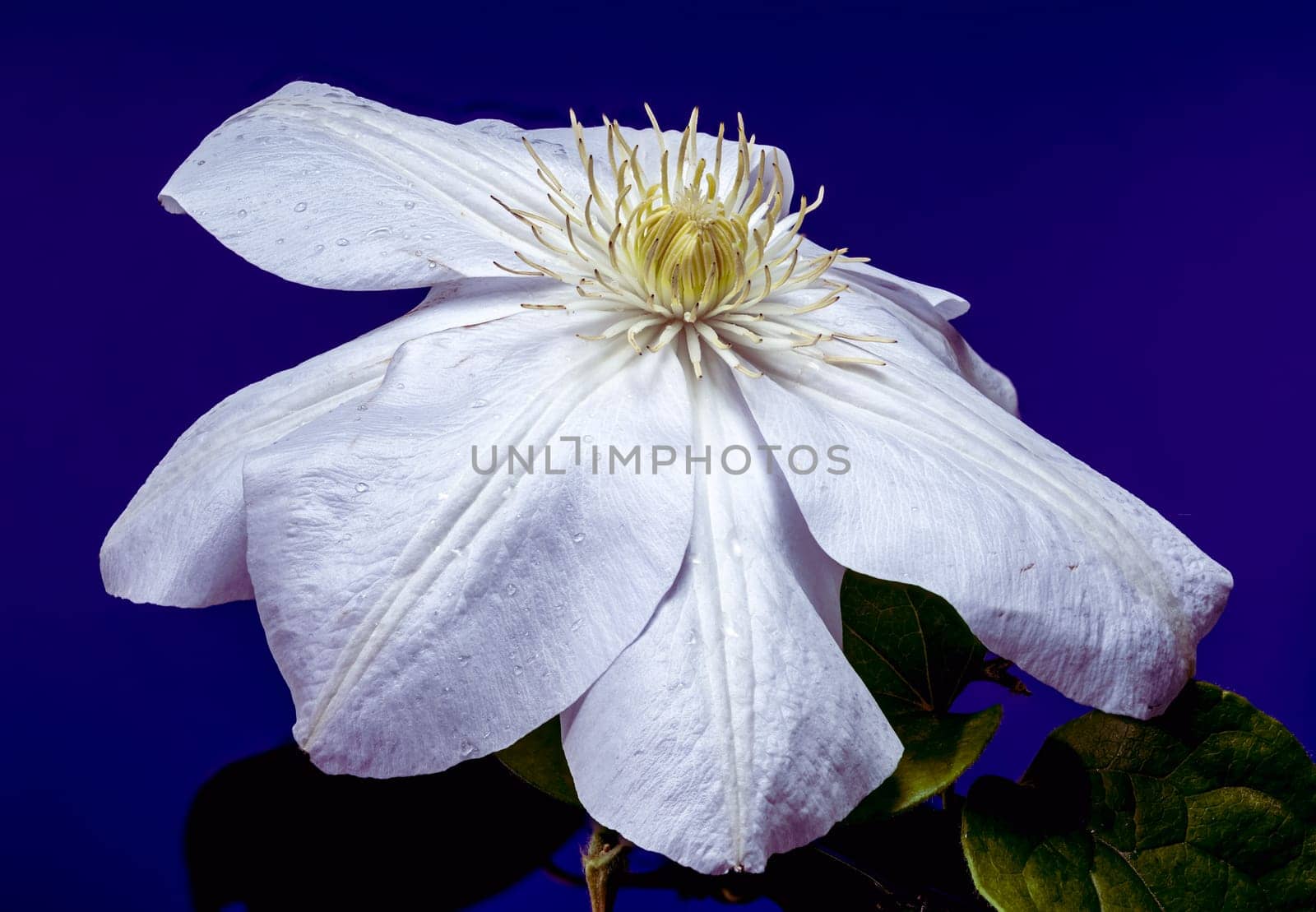 A captivating close-up of a pristine white Clematis flower, adorned with glistening water droplets, set against a vibrant purple background. Ideal for botanical and nature themes