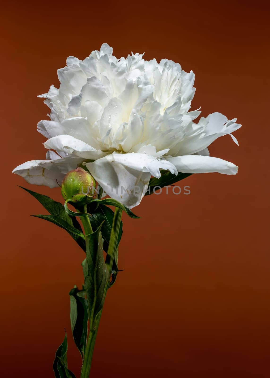A pristine white peony in full bloom, accompanied by a fresh bud, set against a warm, earthy brown backdrop, highlighting its natural elegance
