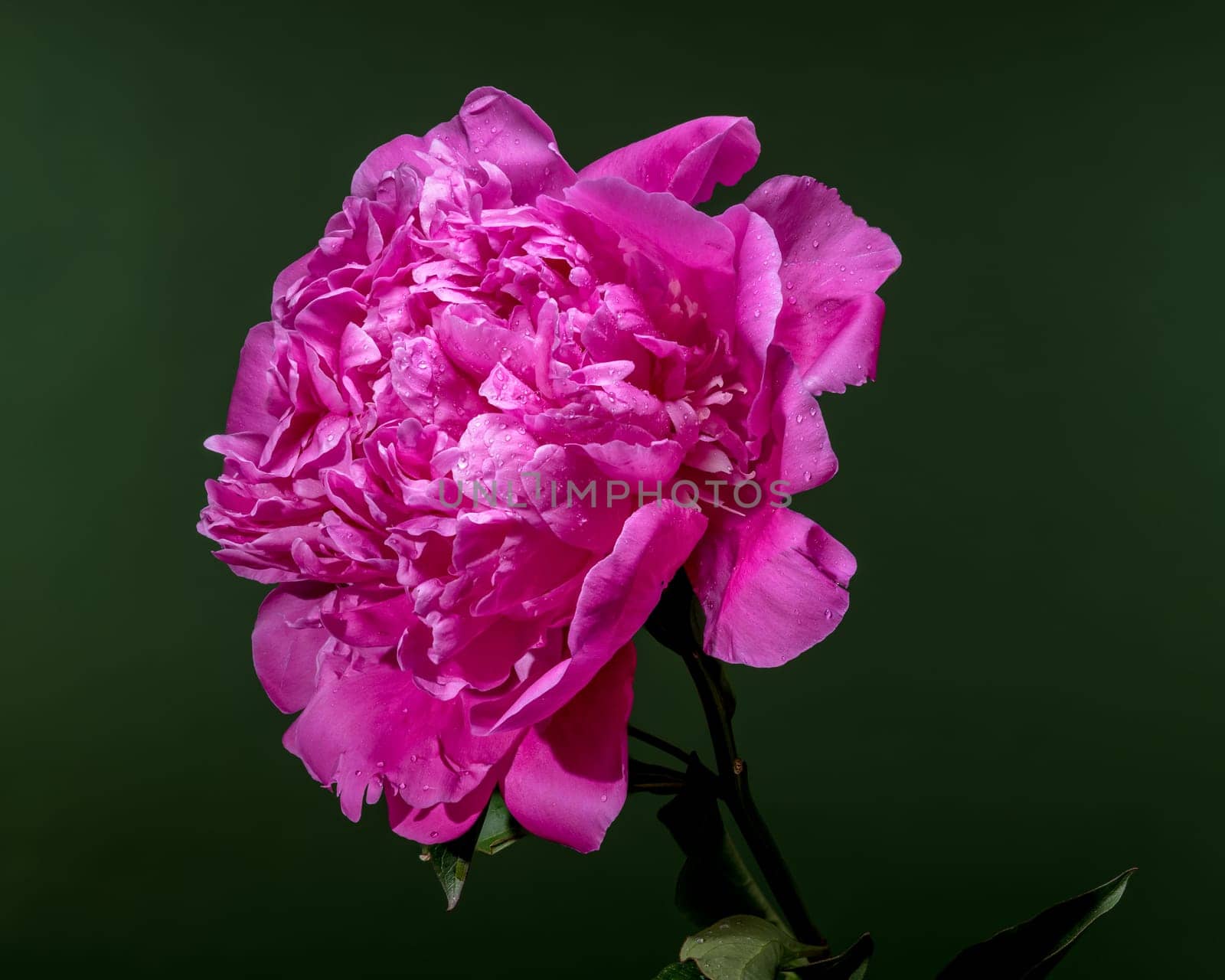 A vibrant pink peony flower with water droplets, beautifully contrasted against a lush green background, highlighting its delicate petals and fresh appearance