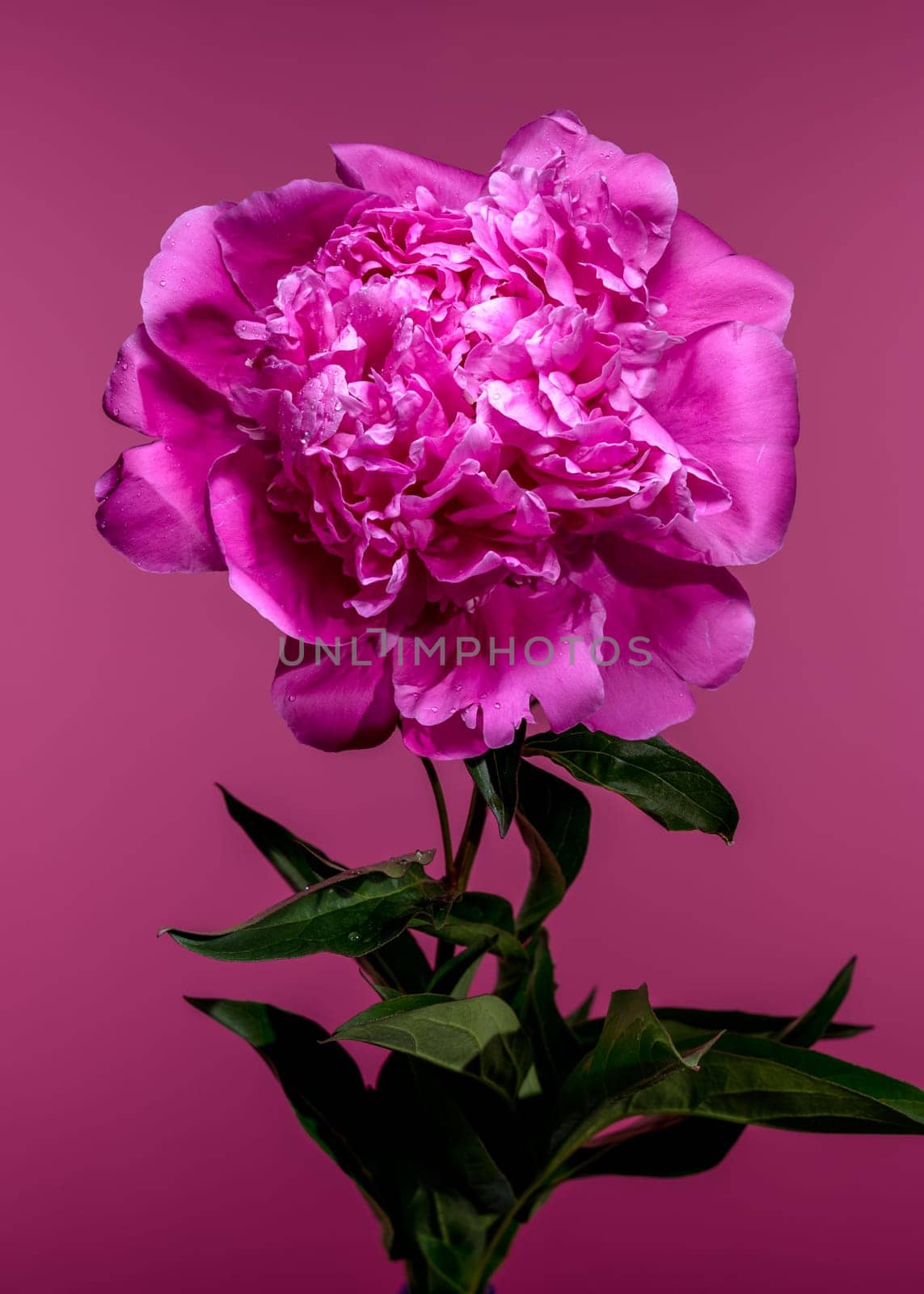 A striking hot pink peony flower, captured with water droplets on its petals, set against a vibrant colored background to accentuate its beauty
