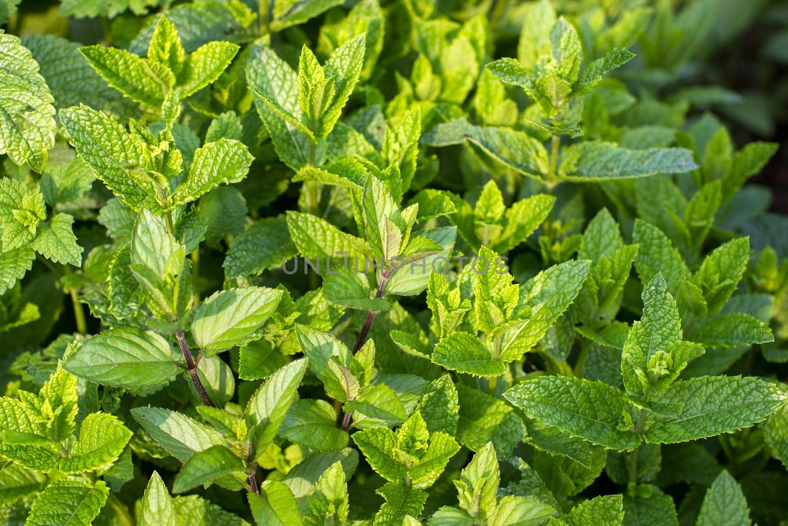 Mint plant grown in the garden - close up