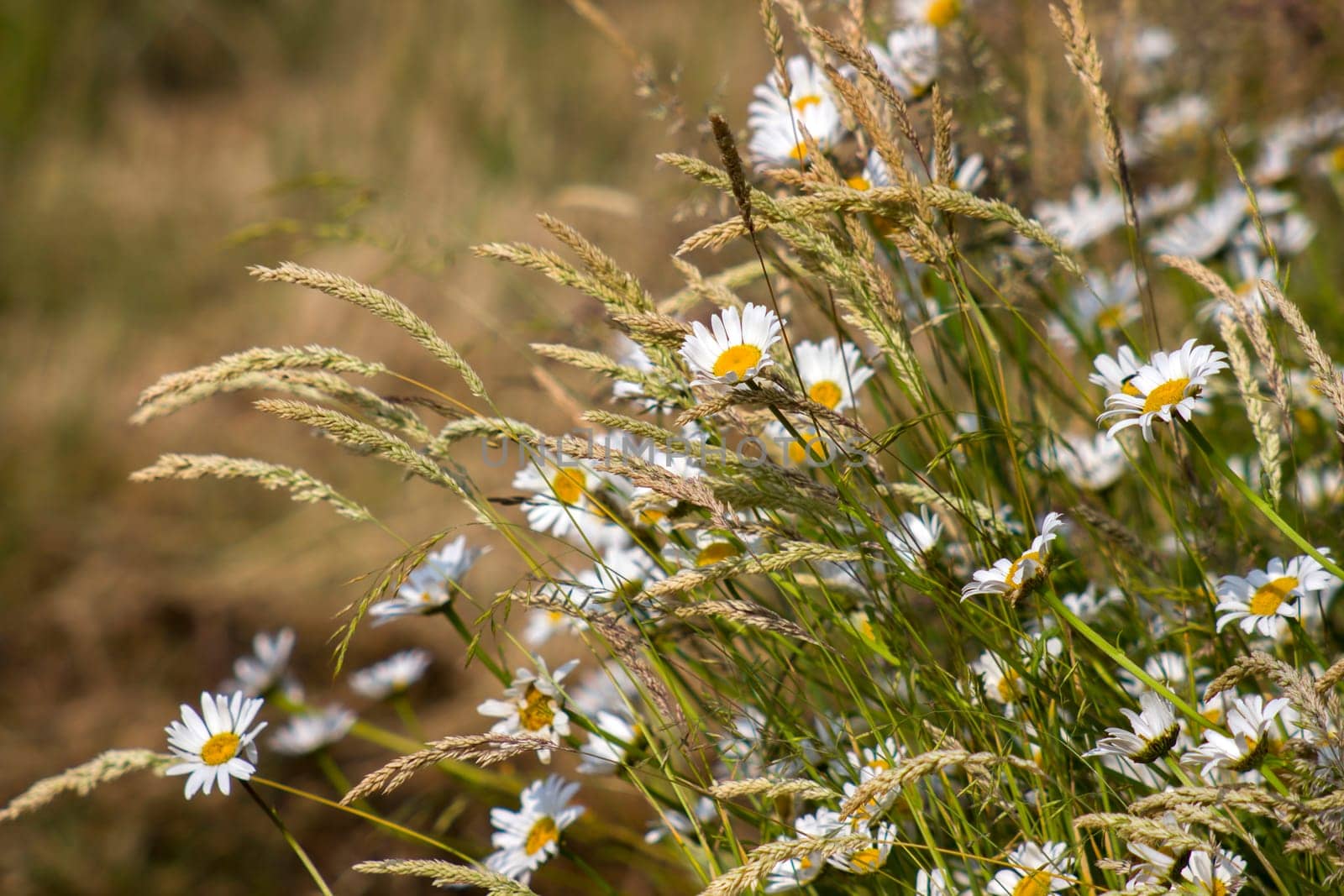 Ox-eye Daisy (Leucanthemum vulgare) in a garden - secret garden