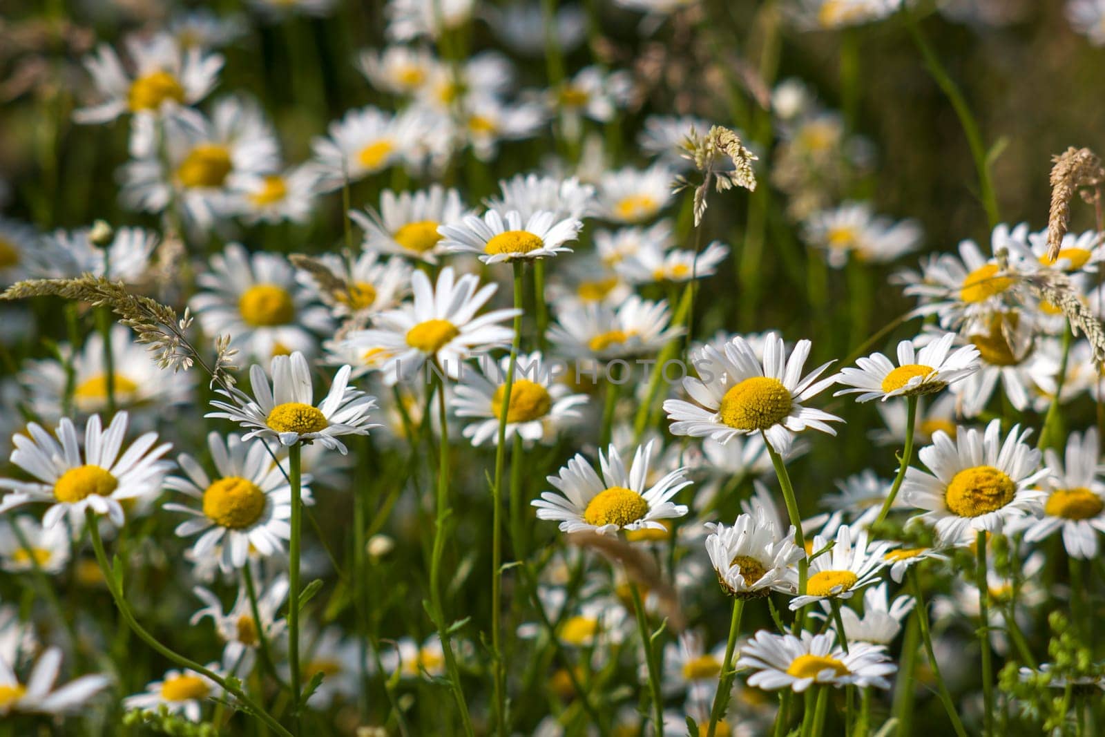 Ox-eye Daisy (Leucanthemum vulgare) in a garden - secret garden