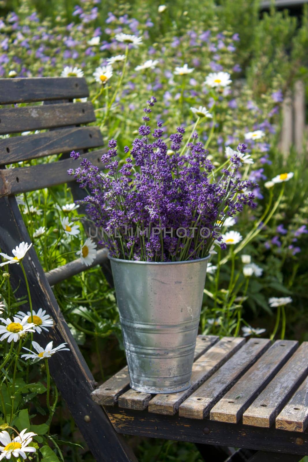 Beautiful fresh lavender flowers in a vase on chair