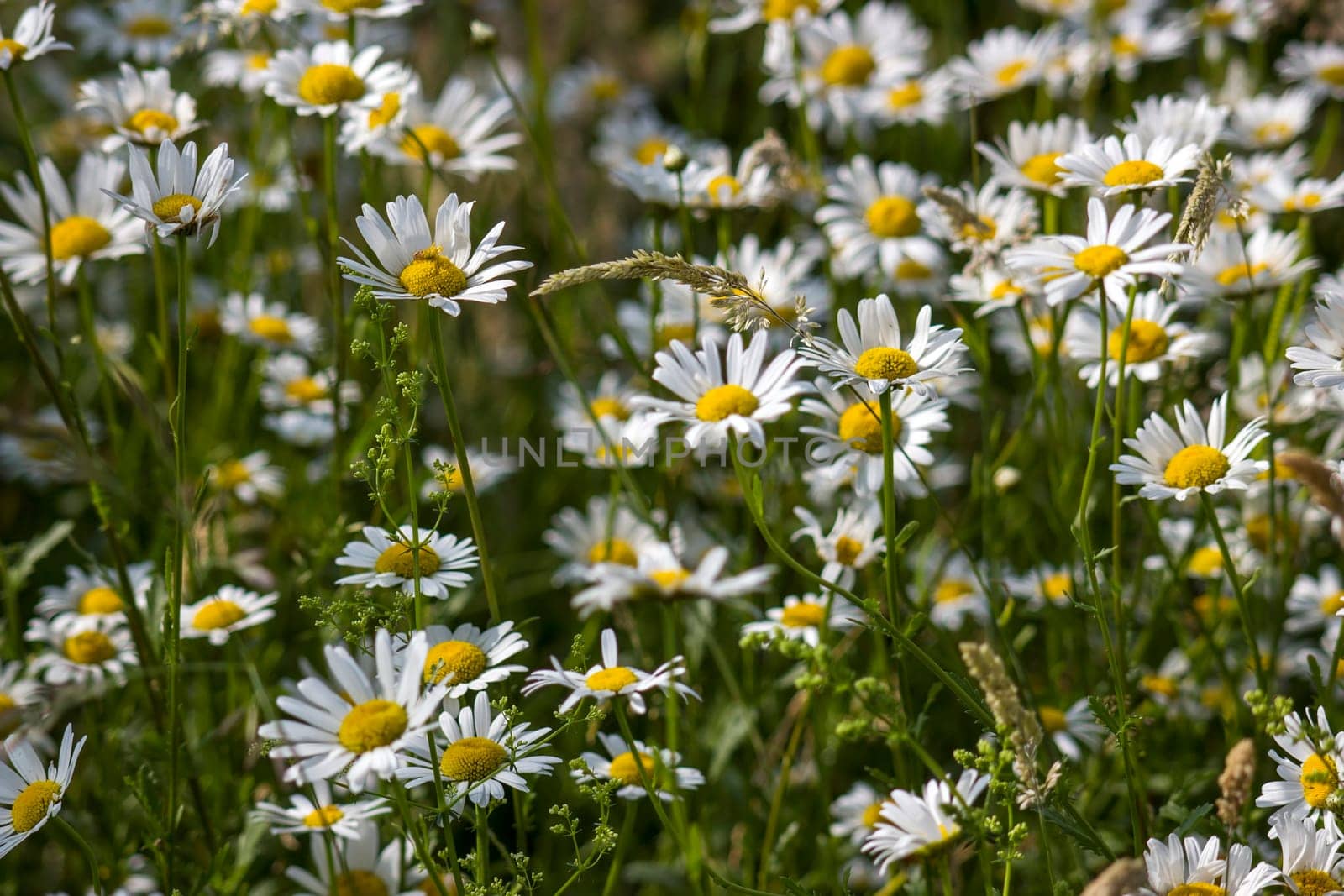 Ox-eye Daisy (Leucanthemum vulgare) in a garden - secret garden