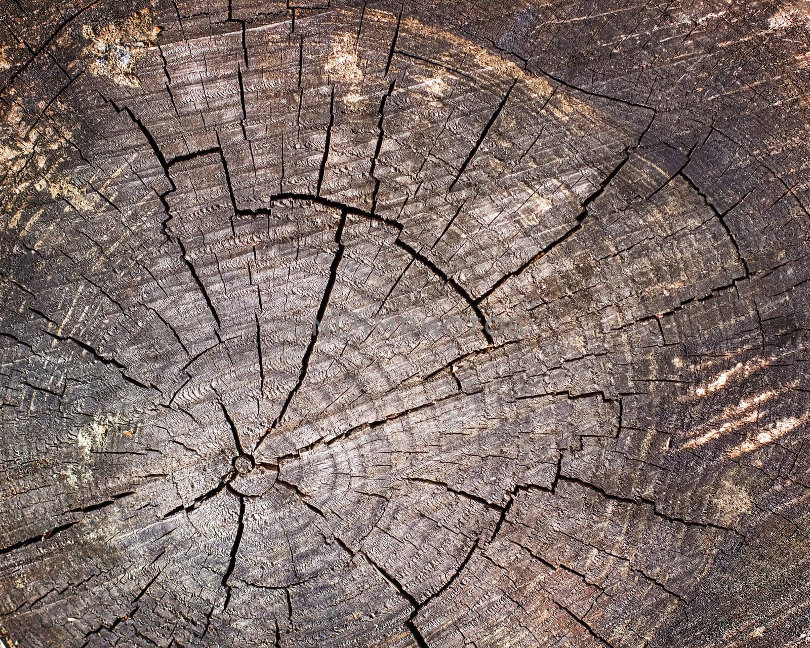 Brown wood structure in cross section, background image of wooden board surface. High quality photo