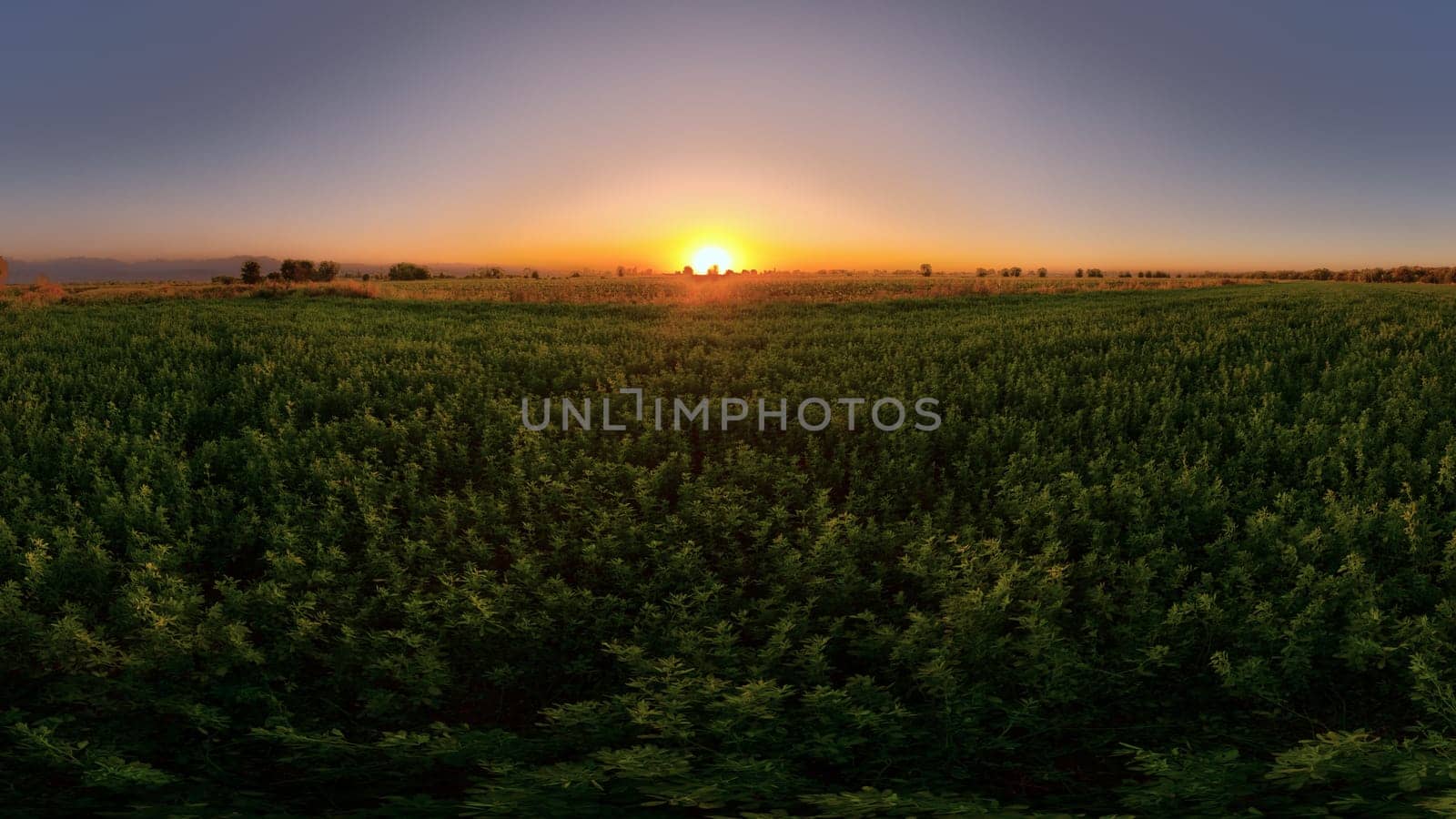 A wide panoramic view captures a vast, green alfalfa field stretching towards the horizon at summer sunset.