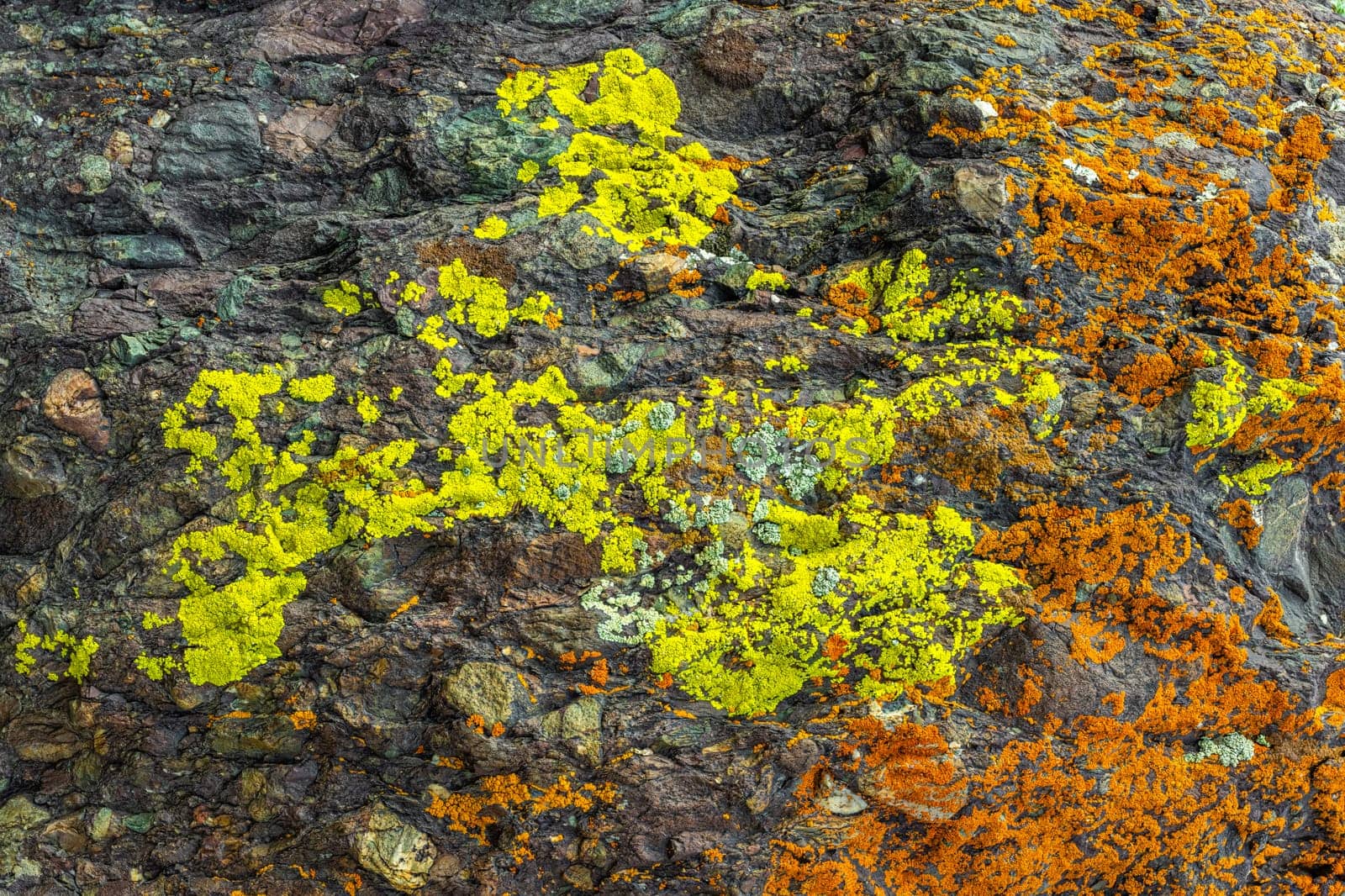 A close-up of a dark, textured rock covered in bright orange (Xanthoria parietina), vibrant yellow (Candelariella vitellina), and some greenish-white lichens (Chrysothrix candelaris).