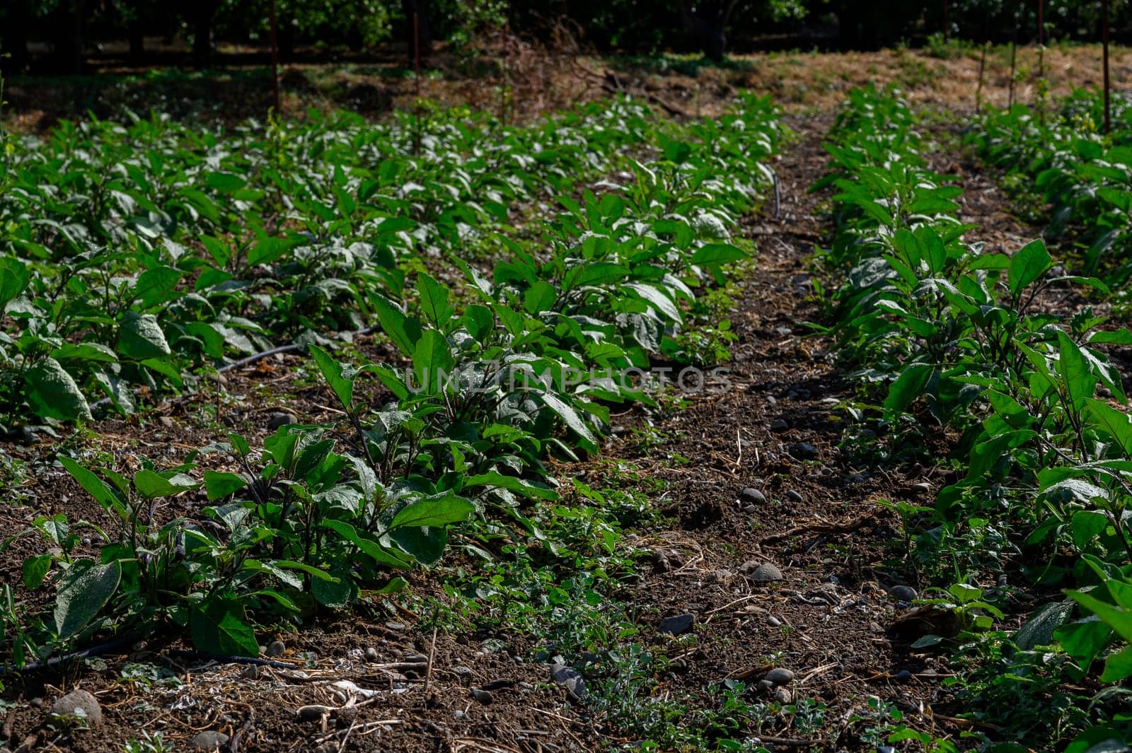 Young eggplants growing in neat rows with a drip irrigation system on fertile soil in a Cypriot farming field.