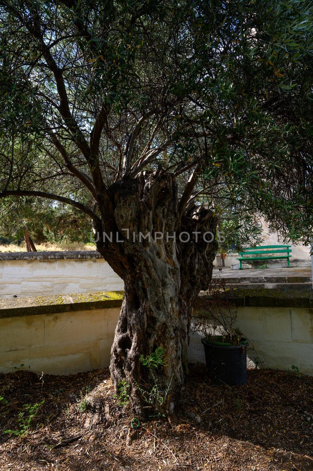 Very old olive tree with a thick, gnarled trunk and silver-green leaves growing in a Mediterranean garden in Cyprus.