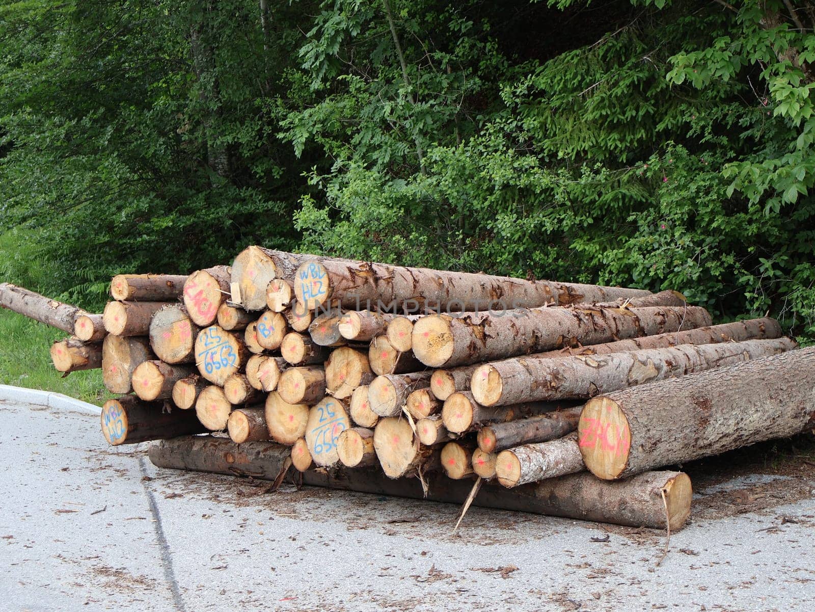 Stacked Timber Logs in a Forested Area for Processing and Delivery. A pile of neatly stacked timber logs placed near a forested area, ready for processing or transportation to the intended facility, showcasing sustainable forestry and natural resource management.