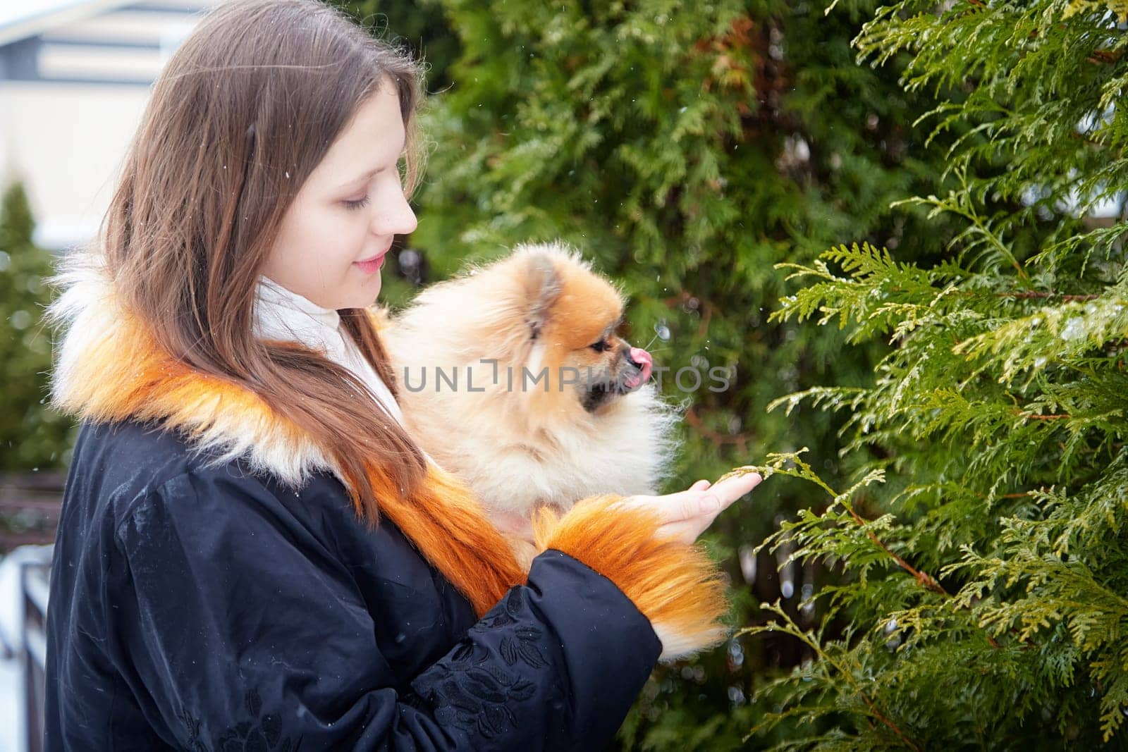 A girl walks her fluffy Pomeranian in winter while caring for it and enjoying the snowy scenery around her.
