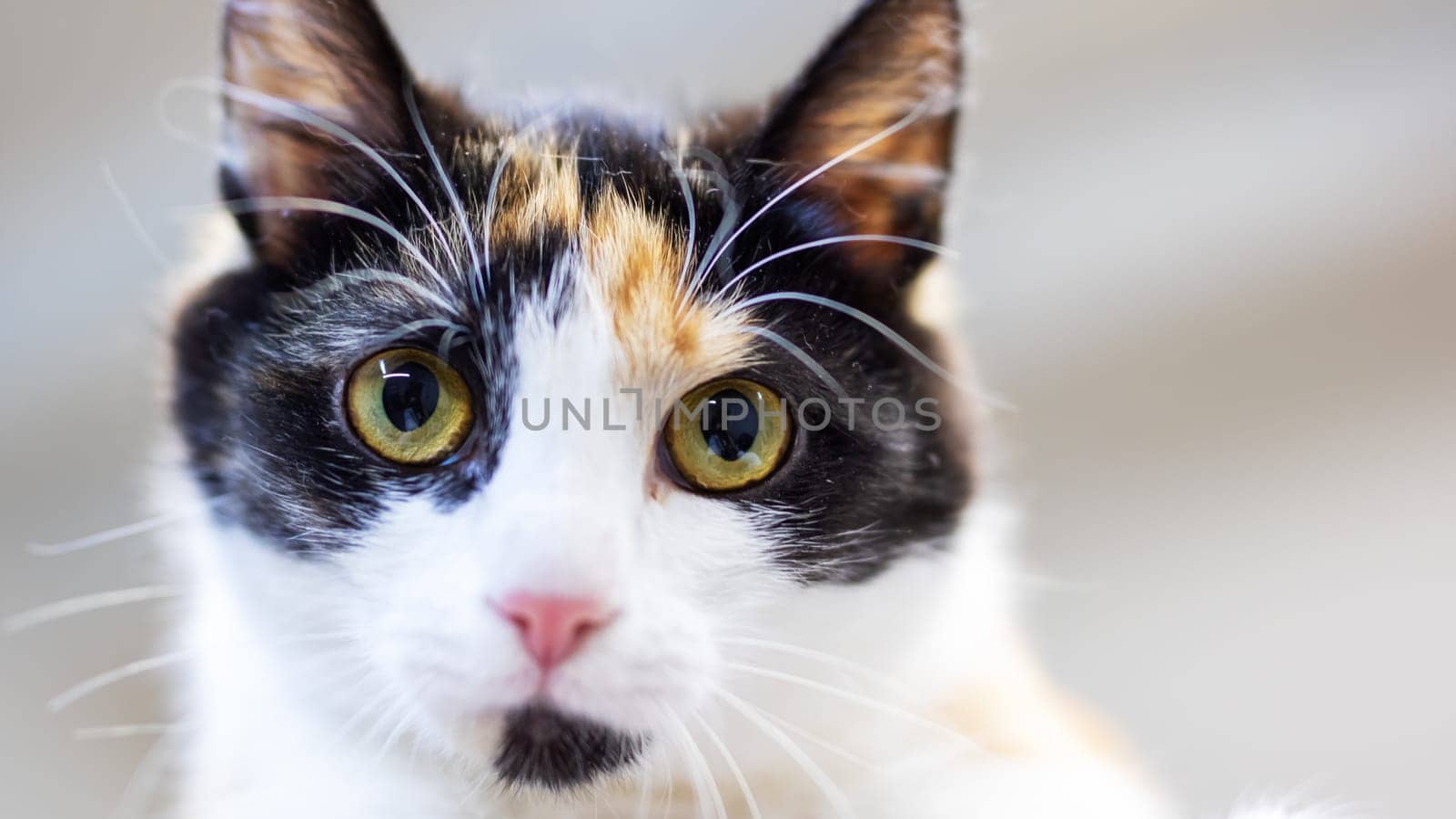 A beautiful calico cat characterized by its striking yellow eyes is intently gazing at the camera, capturing the moment perfectly
