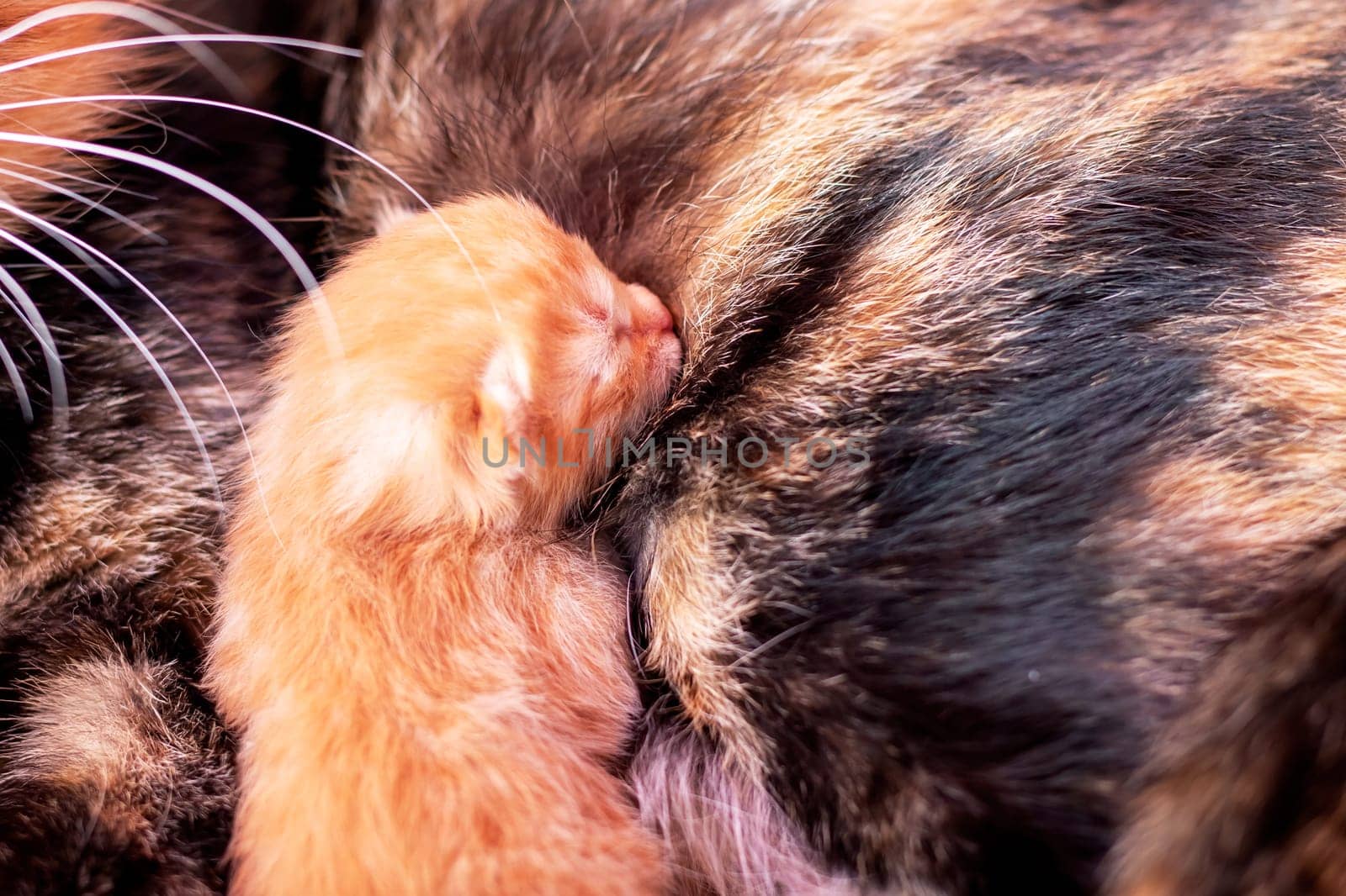 This image features a closeup view of a small cat along with an adorable kitten, showcasing their intricate fur and delicate whiskers