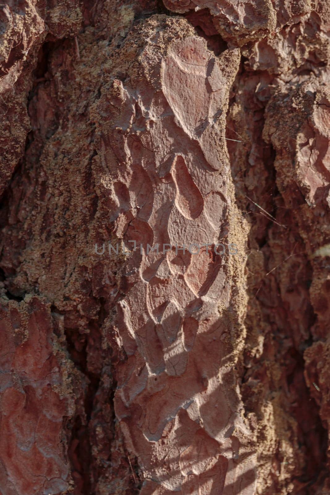The raw textures of Finnish nature in fall - a rich autumn palette of earthy tones: ochre, brown, and muted yellow. The beauty of the Nordic forest wilderness as a serene seasonal background