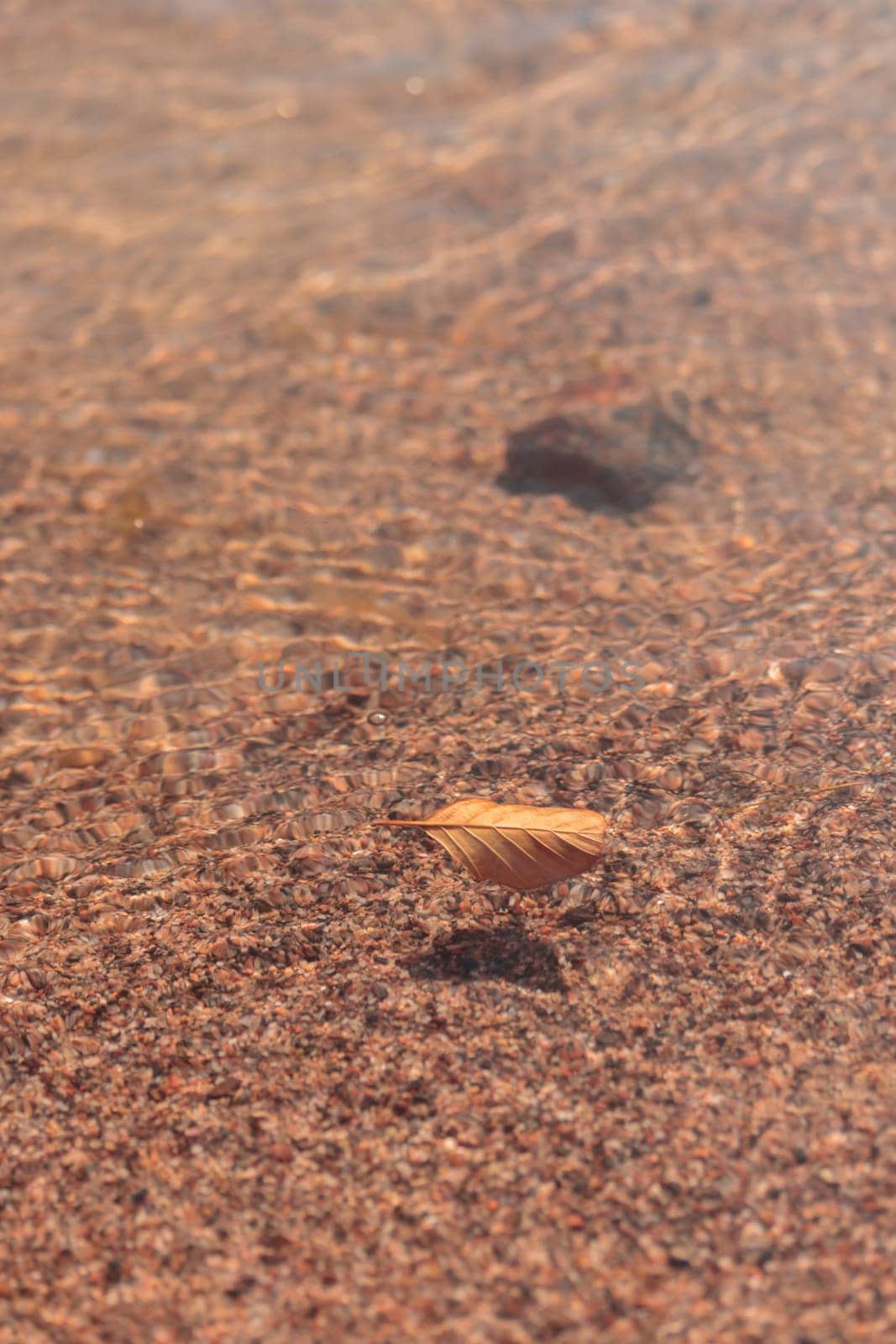 The raw textures of Finnish nature in fall - a rich autumn palette of earthy tones: ochre, brown, and muted yellow. The beauty of the Nordic forest wilderness as a serene seasonal background