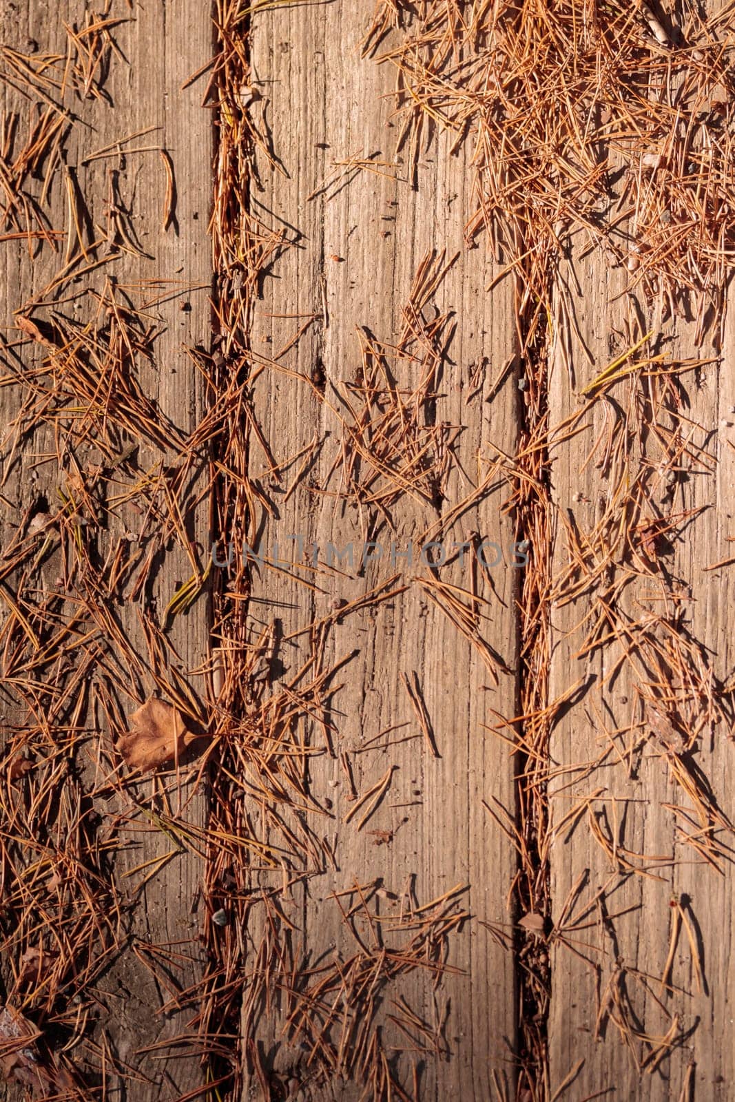 The raw textures of Finnish nature in fall - a rich autumn palette of earthy tones: ochre, brown, and muted yellow. The beauty of the Nordic forest wilderness as a serene seasonal background