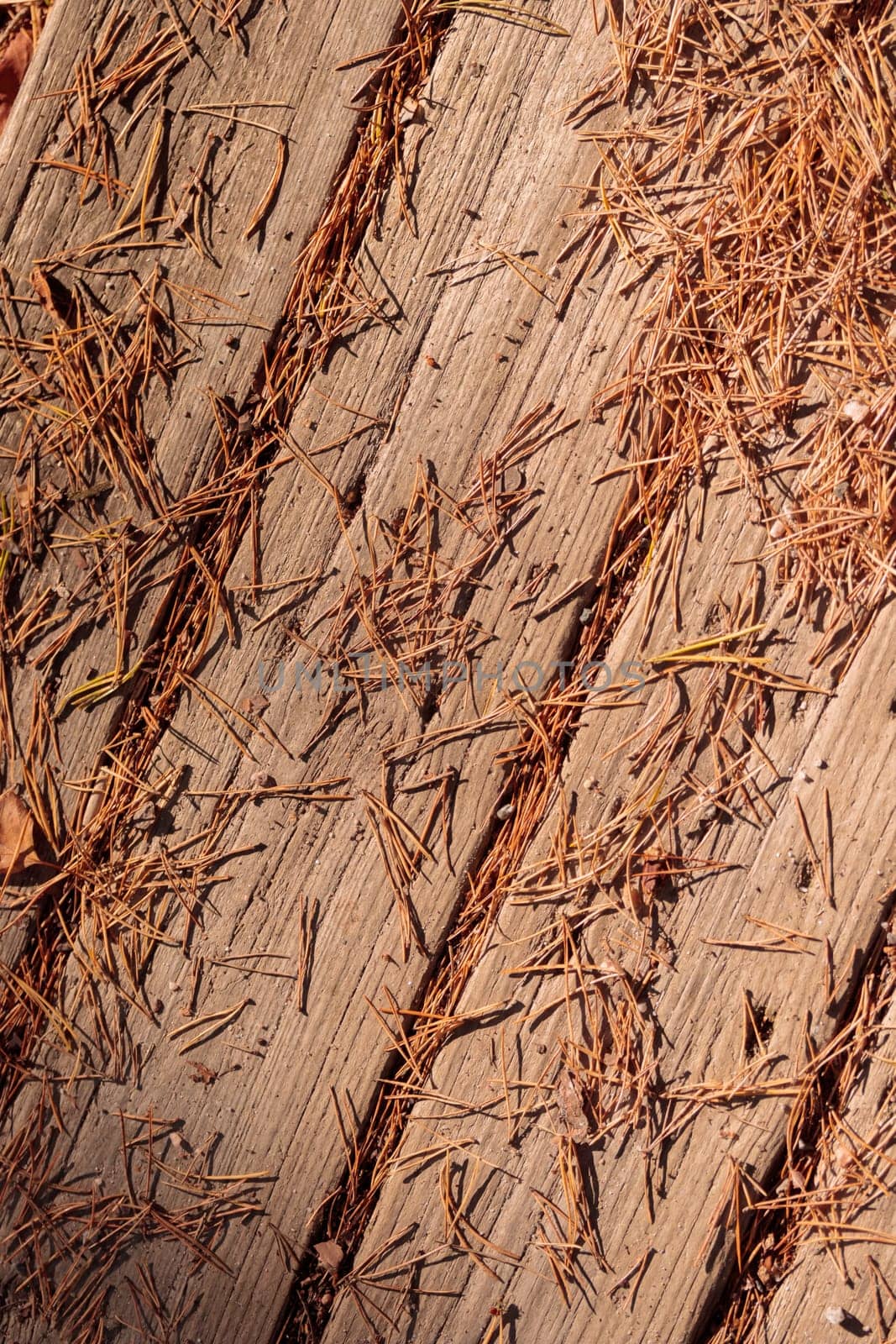 The raw textures of Finnish nature in fall - a rich autumn palette of earthy tones: ochre, brown, and muted yellow. The beauty of the Nordic forest wilderness as a serene seasonal background