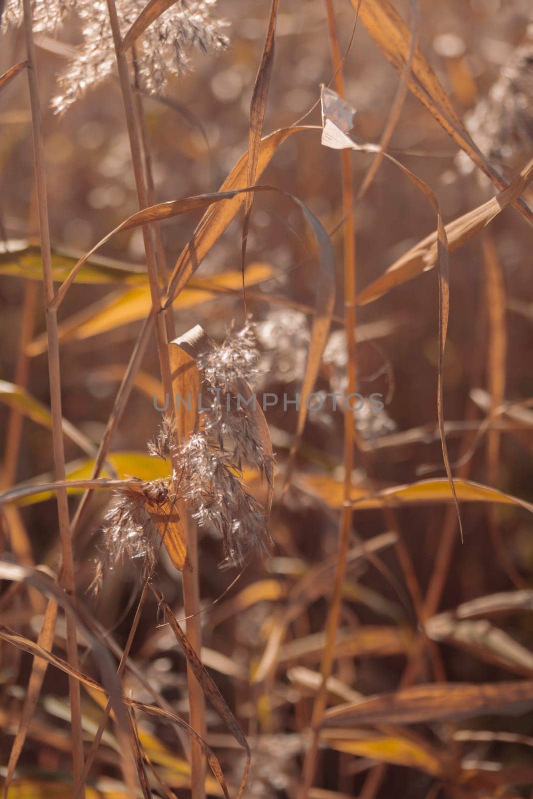 The raw textures of Finnish nature in fall - a rich autumn palette of earthy tones: ochre, brown, and muted yellow. The beauty of the Nordic forest wilderness as a serene seasonal background
