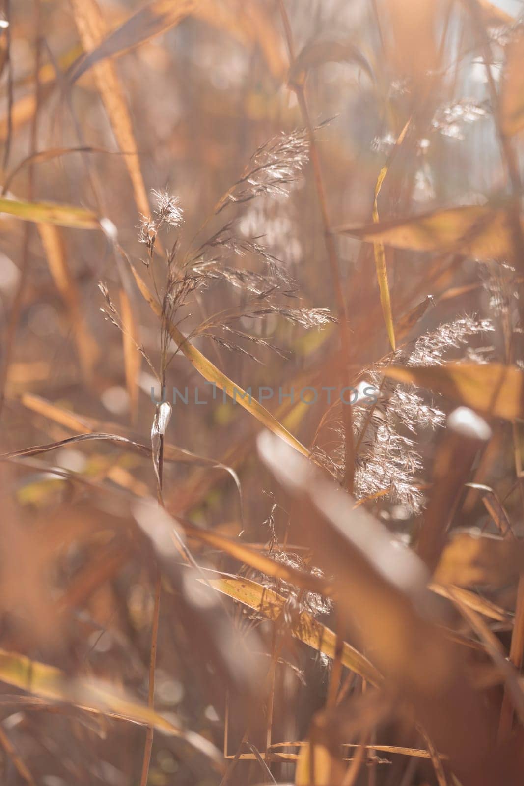 The raw textures of Finnish nature in fall - a rich autumn palette of earthy tones: ochre, brown, and muted yellow. The beauty of the Nordic forest wilderness as a serene seasonal background