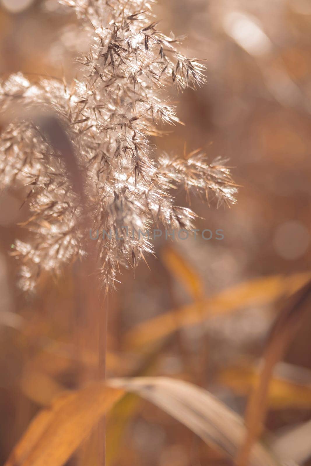 The raw textures of Finnish nature in fall - a rich autumn palette of earthy tones: ochre, brown, and muted yellow. The beauty of the Nordic forest wilderness as a serene seasonal background