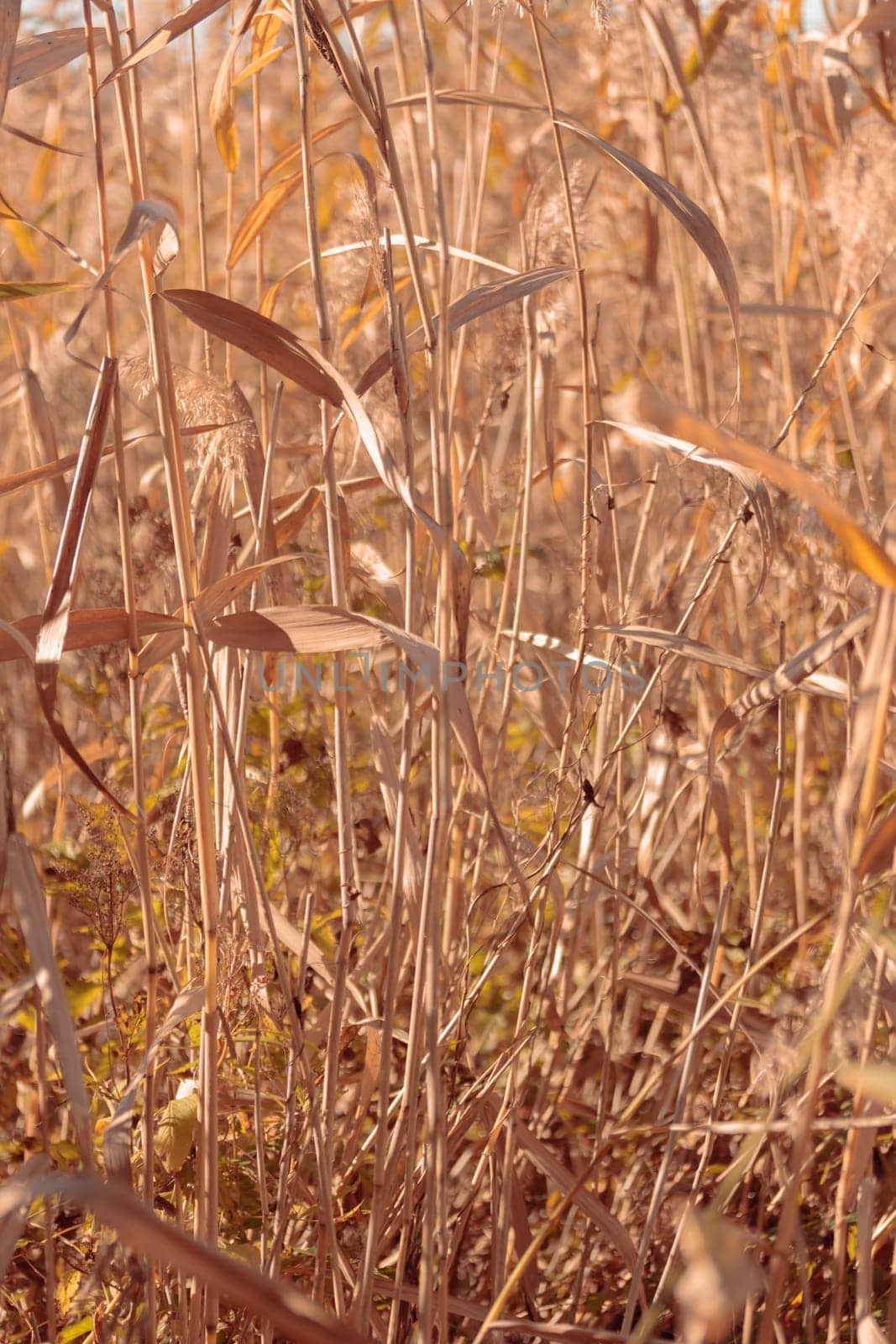 The raw textures of Finnish nature in fall - a rich autumn palette of earthy tones: ochre, brown, and muted yellow. The beauty of the Nordic forest wilderness as a serene seasonal background