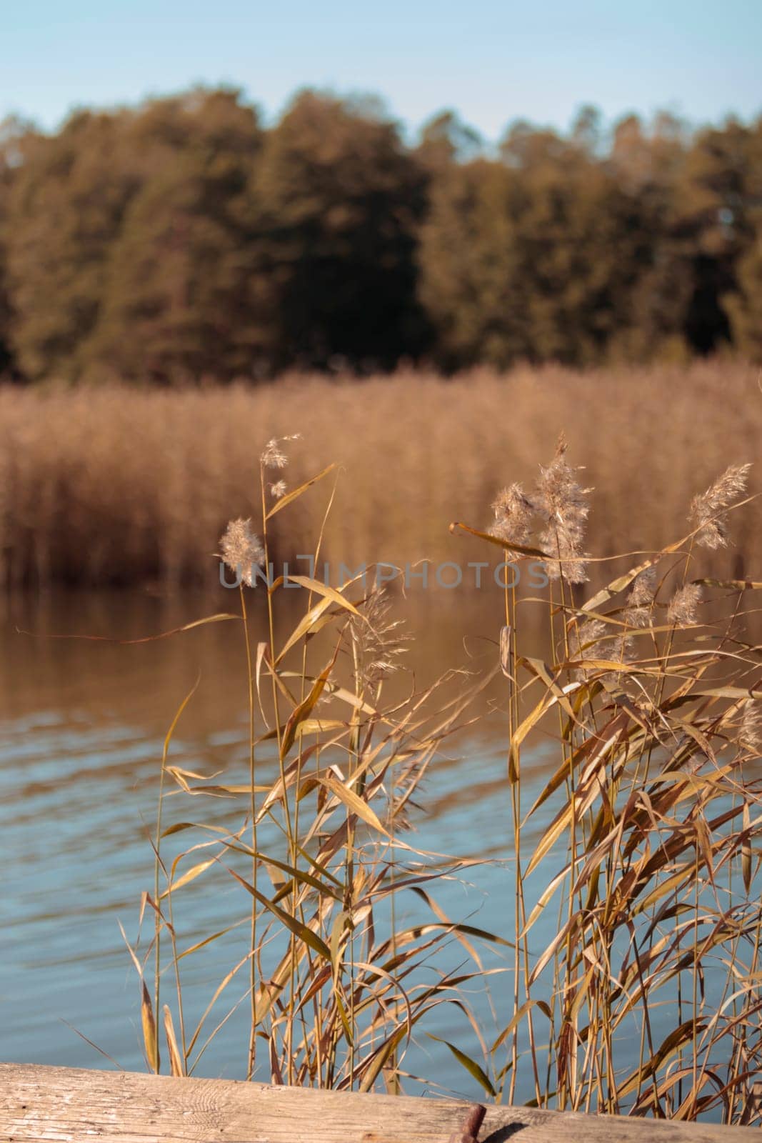 The raw textures of Finnish nature in fall - a rich autumn palette of earthy tones: ochre, brown, and muted yellow. The beauty of the Nordic forest wilderness as a serene seasonal background