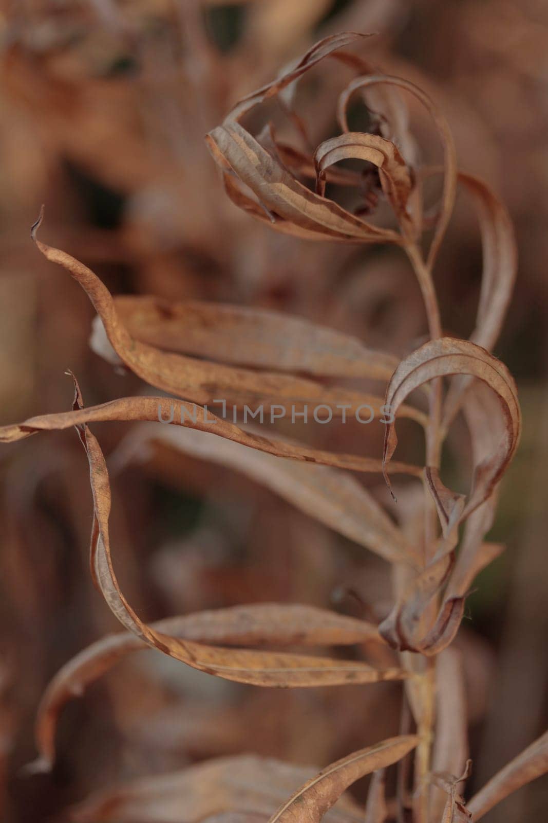 The raw textures of Finnish nature in fall - a rich autumn palette of earthy tones: ochre, brown, and muted yellow. The beauty of the Nordic forest wilderness as a serene seasonal background