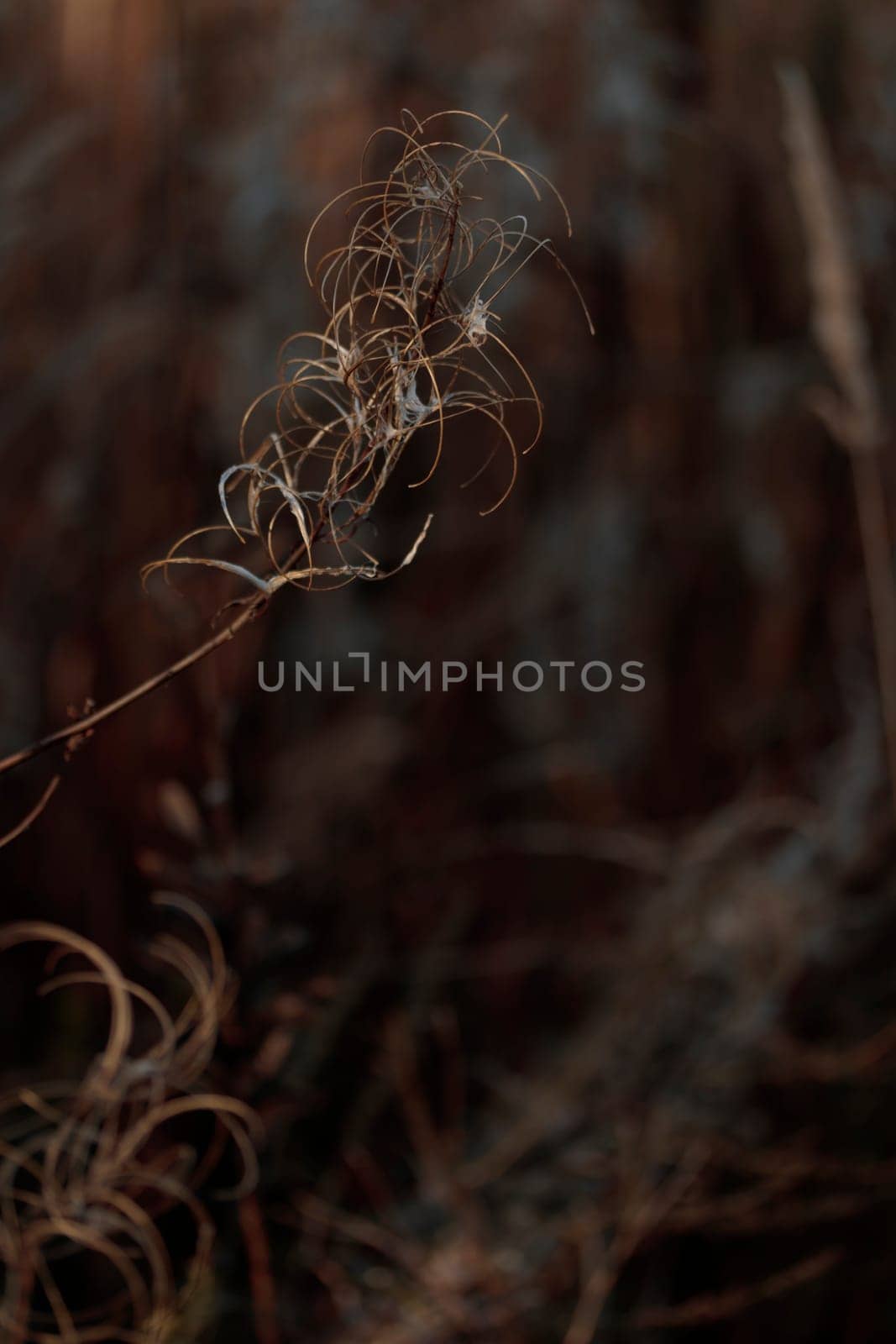 The raw textures of Finnish nature in fall - a rich autumn palette of earthy tones: ochre, brown, and muted yellow. The beauty of the Nordic forest wilderness as a serene seasonal background