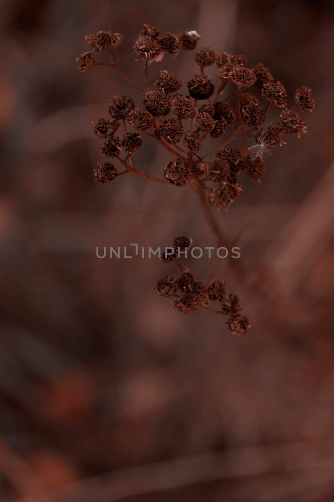 The raw textures of Finnish nature in fall - a rich autumn palette of earthy tones: ochre, brown, and muted yellow. The beauty of the Nordic forest wilderness as a serene seasonal background